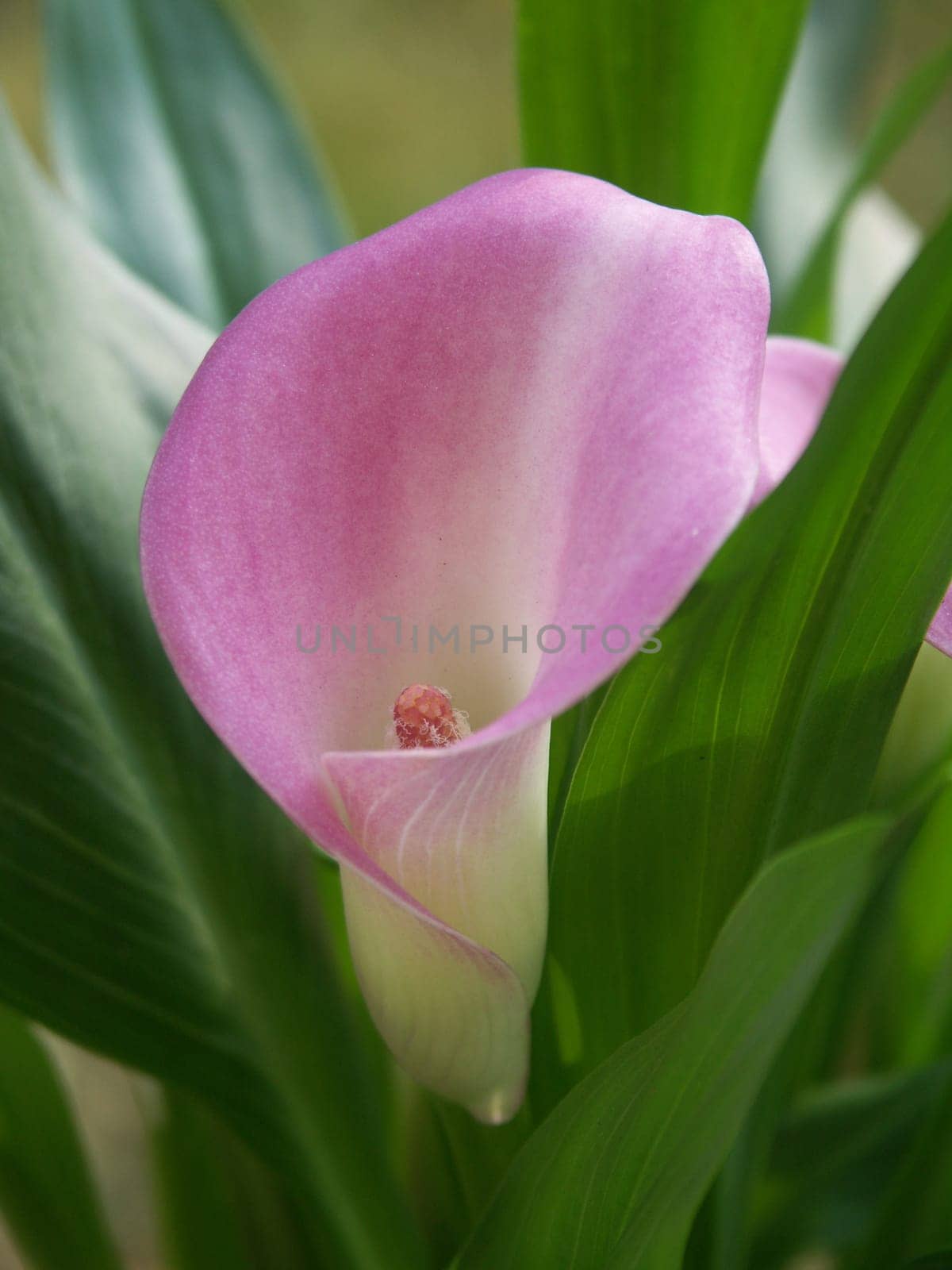 Pink Calla