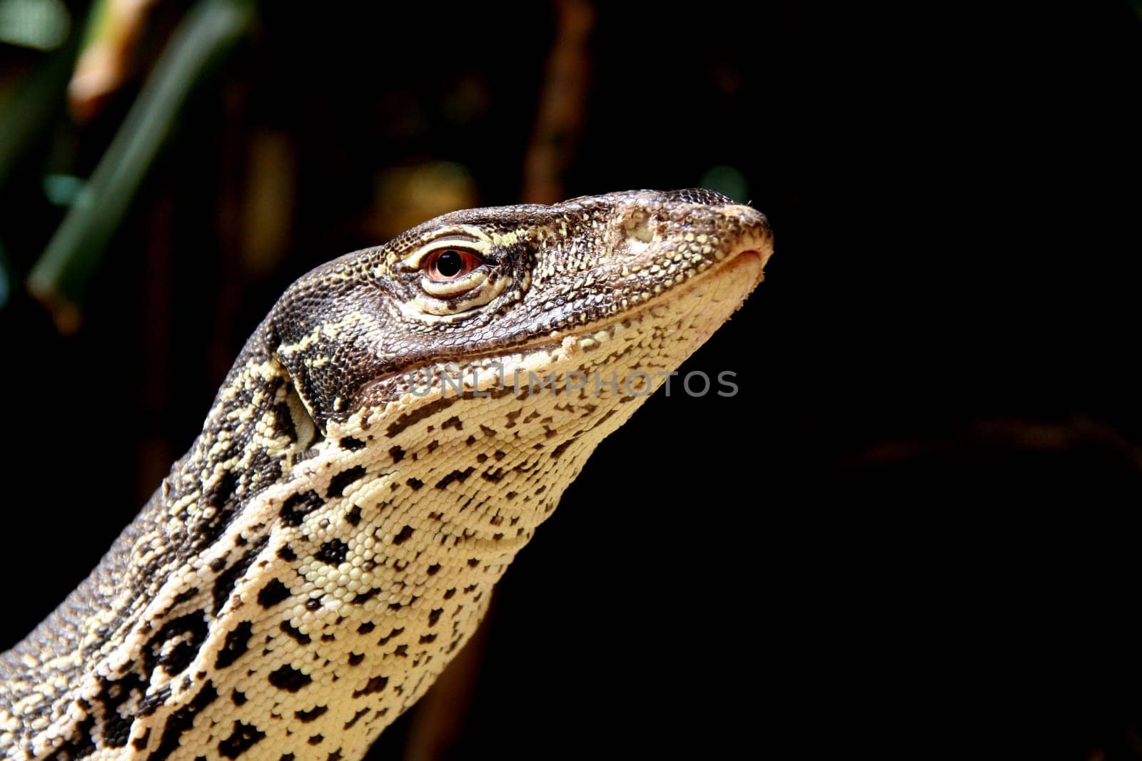 Gould's monitor lizard