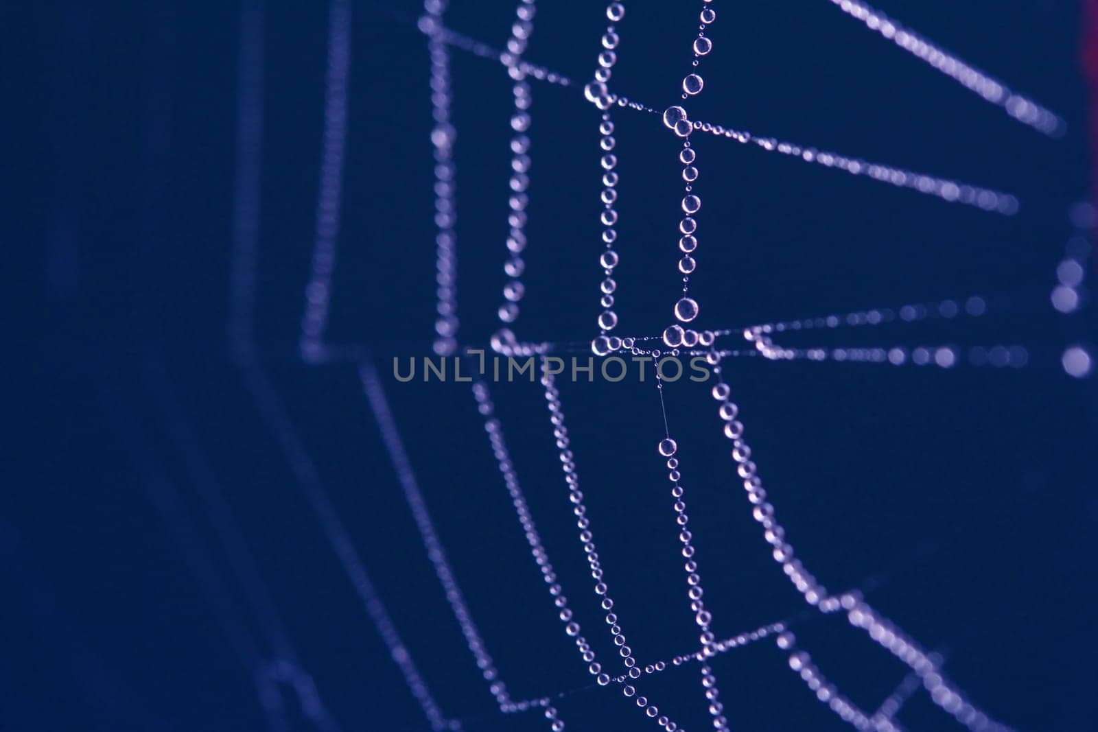 Network