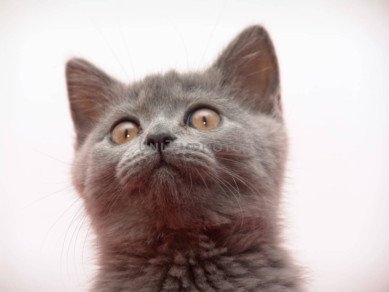 Kathäuser Cat