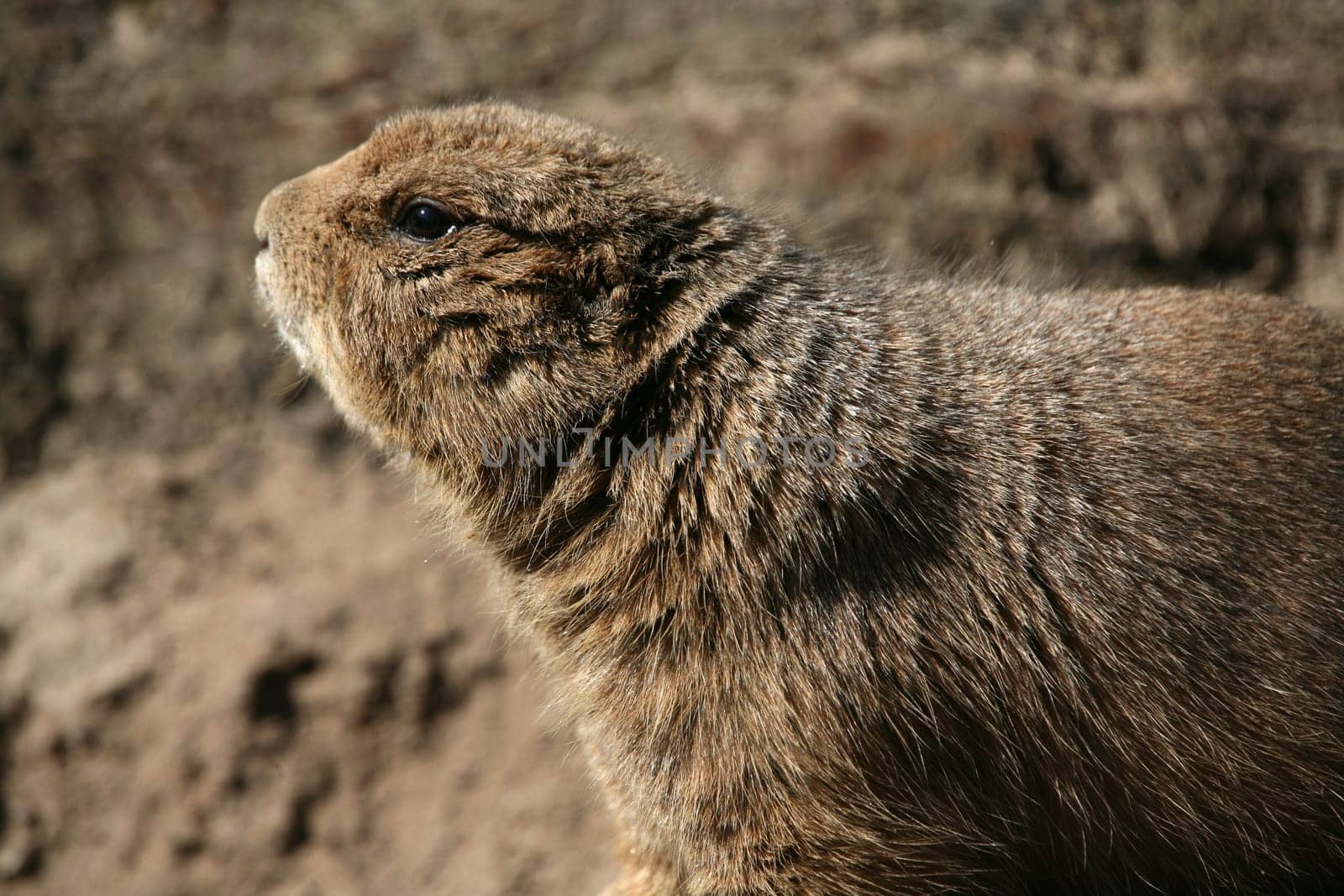 Prairie dog