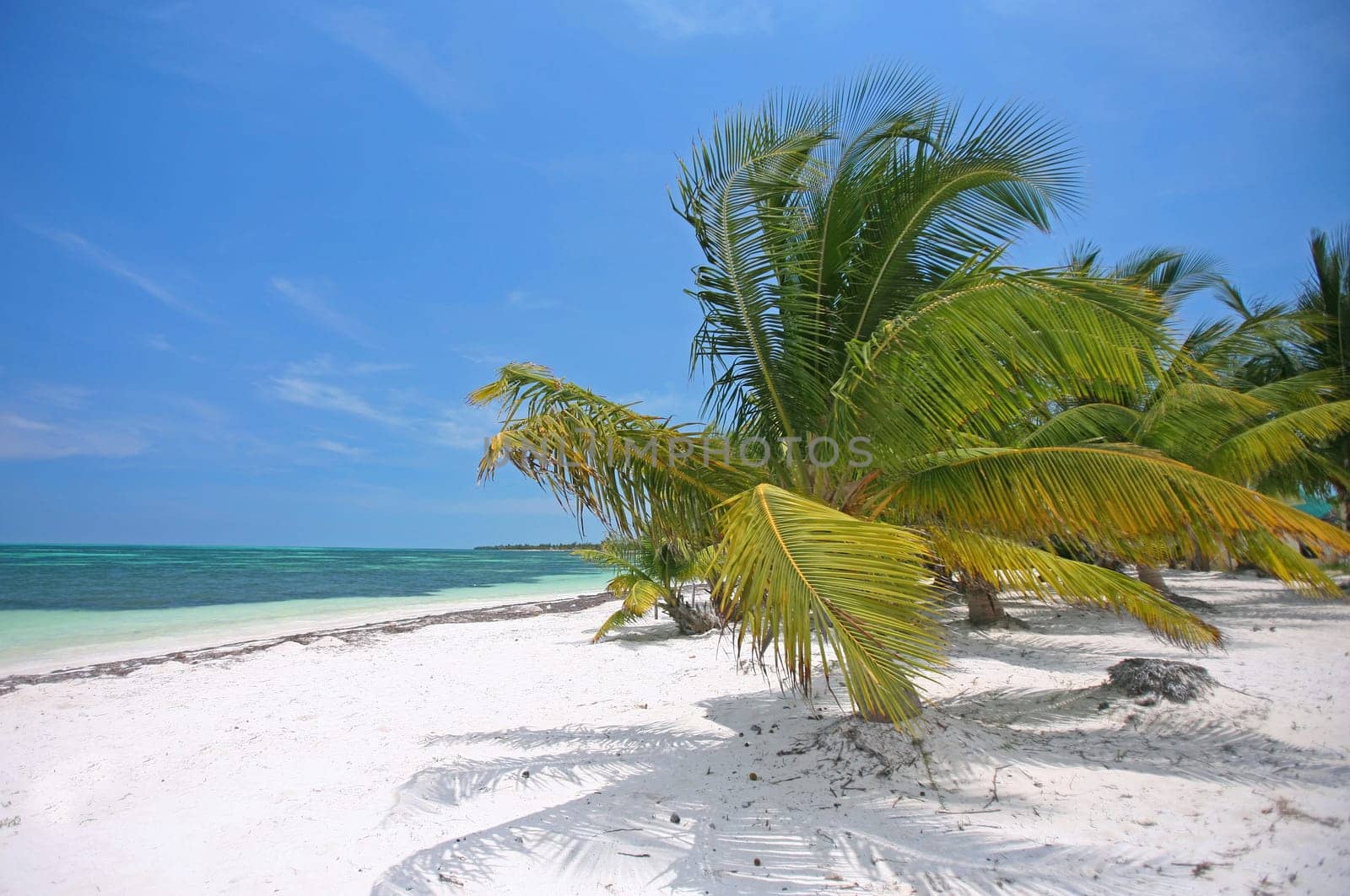 Caribbean Dream