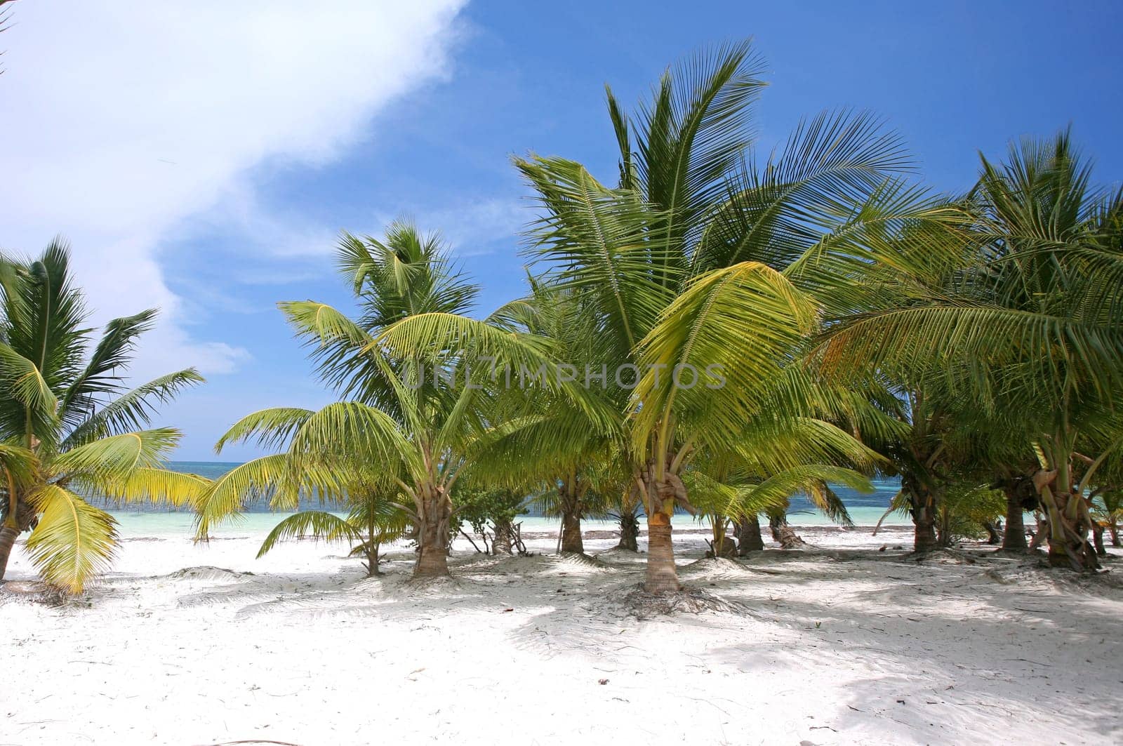 Palm Garden