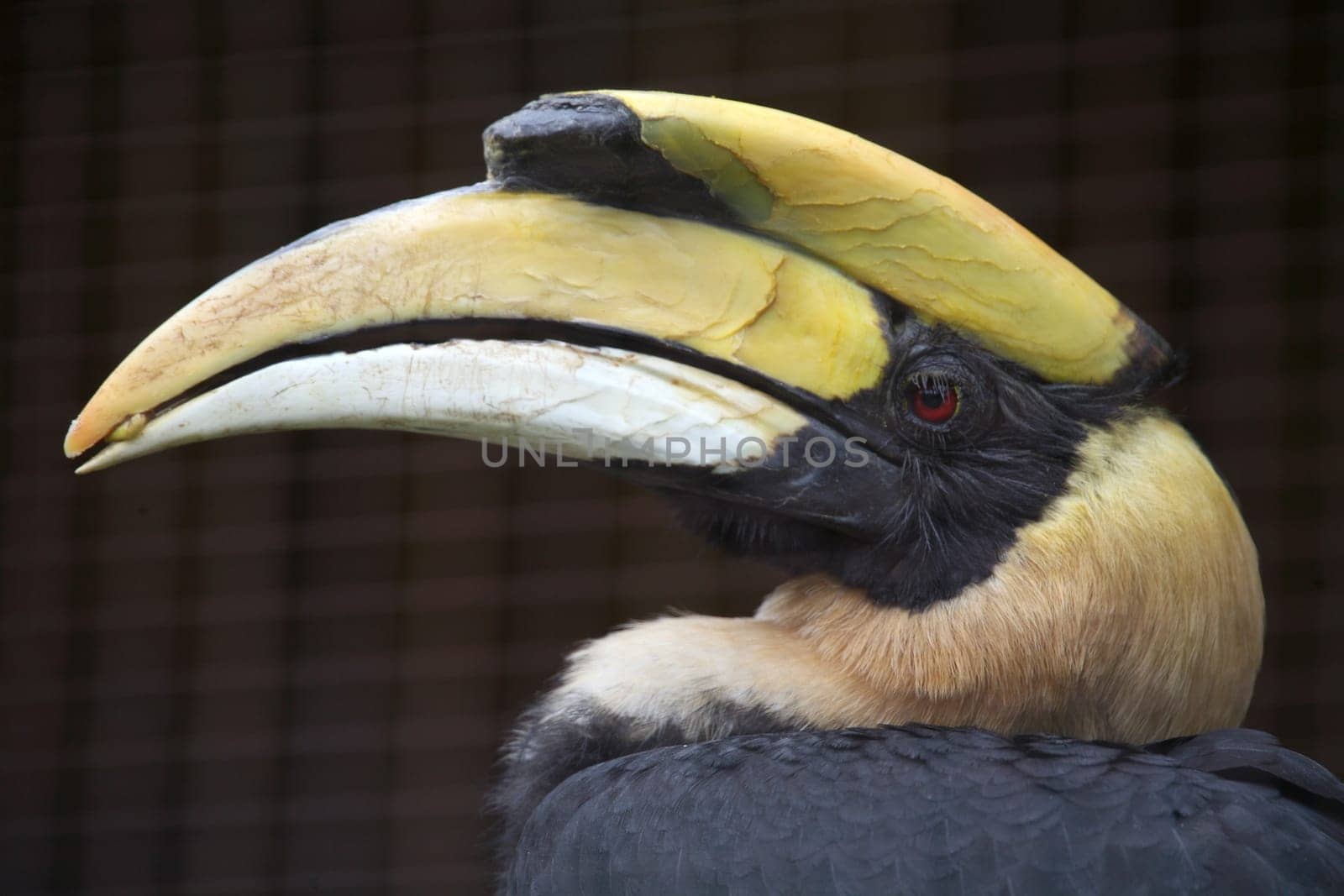Buceros bicornis
