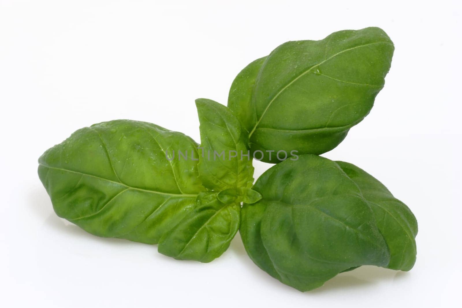 Basilico