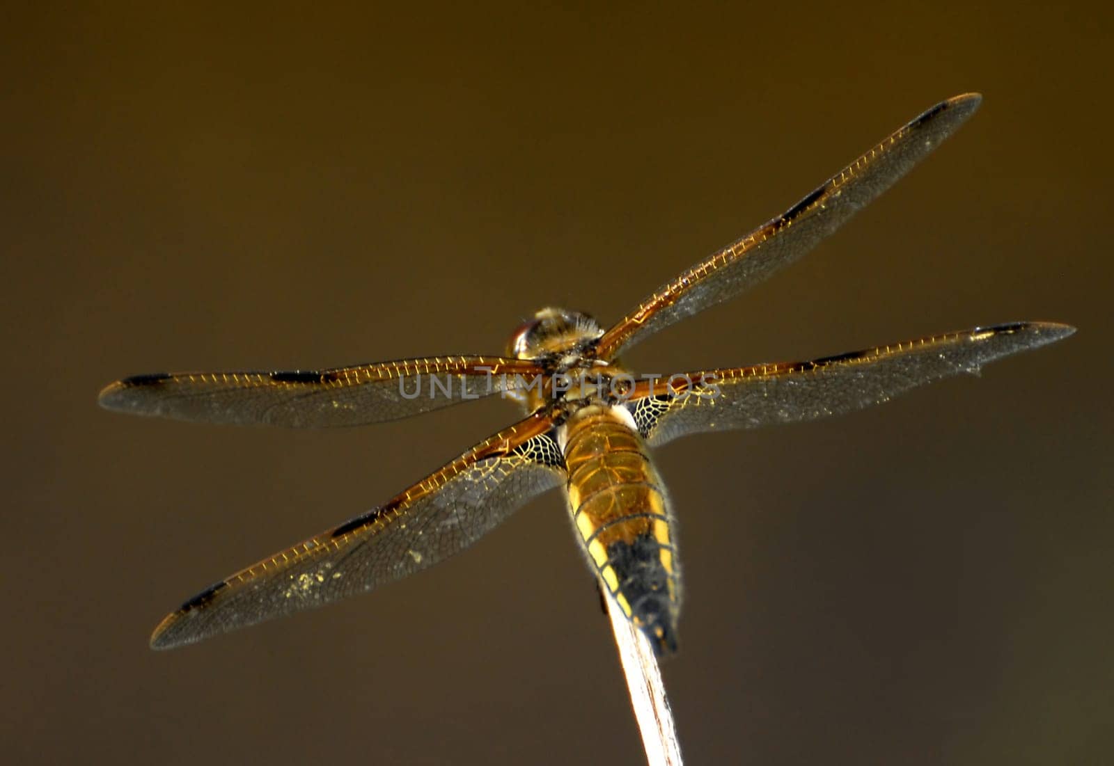 I'm sure someone can help me with the exact name of this dragonfly,right?