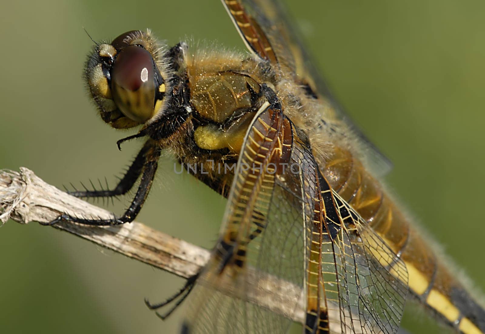 Many thanks to Helma and Andreas for the exact naming of the dragonfly species.
