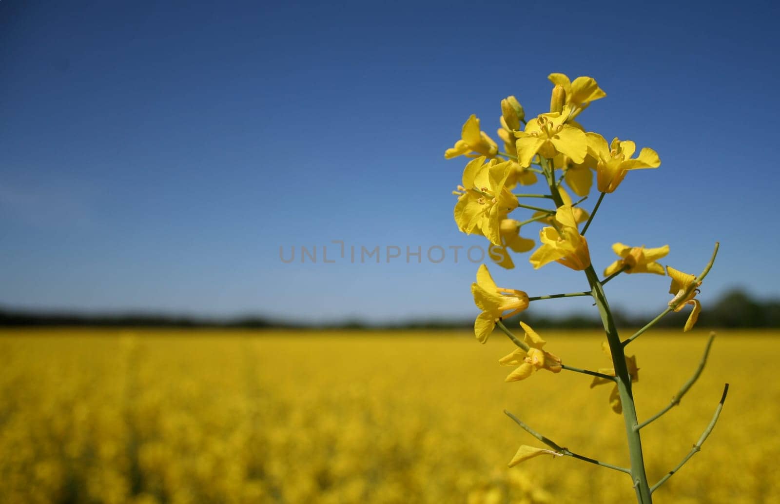 blue - yellow