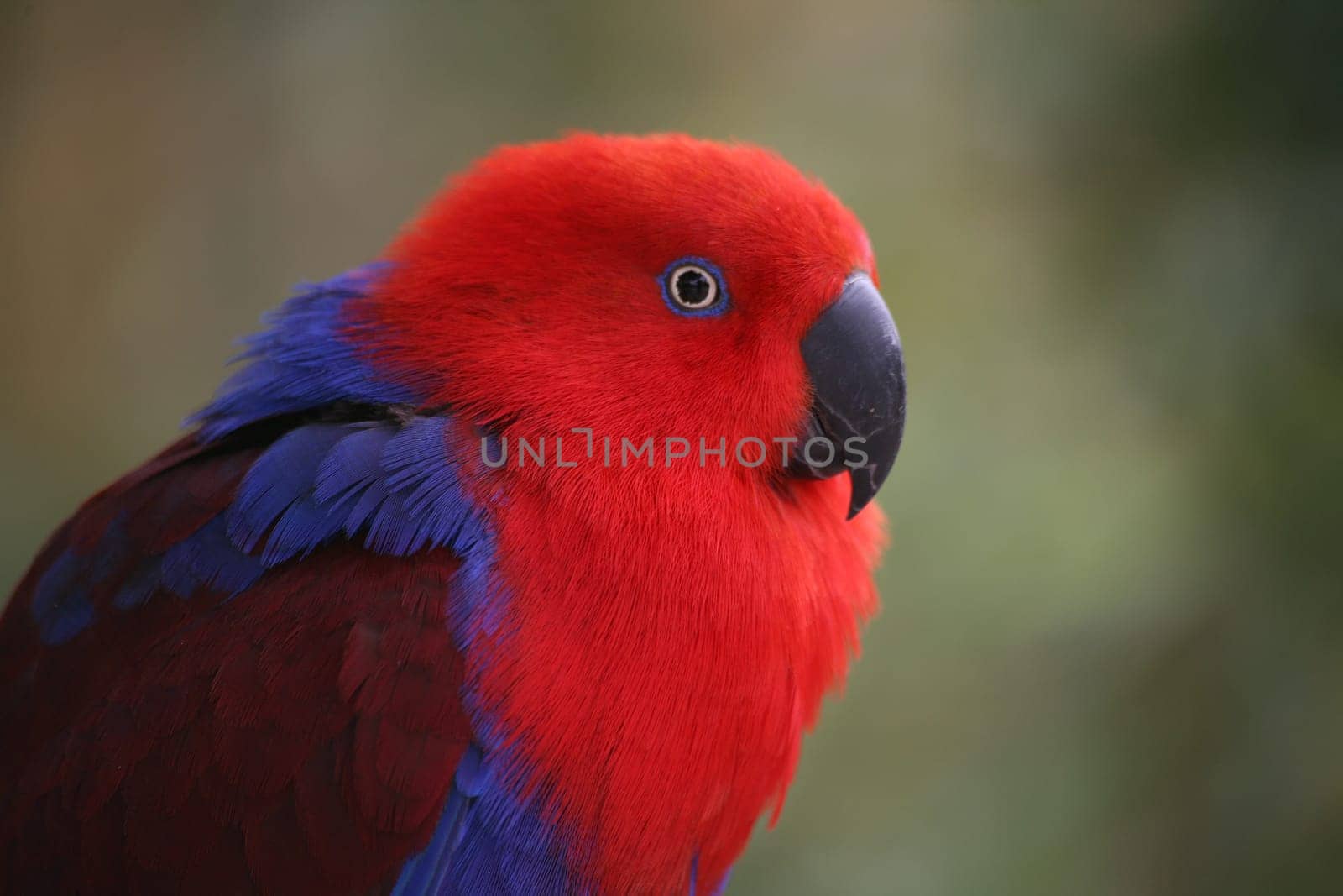 Noble parrot