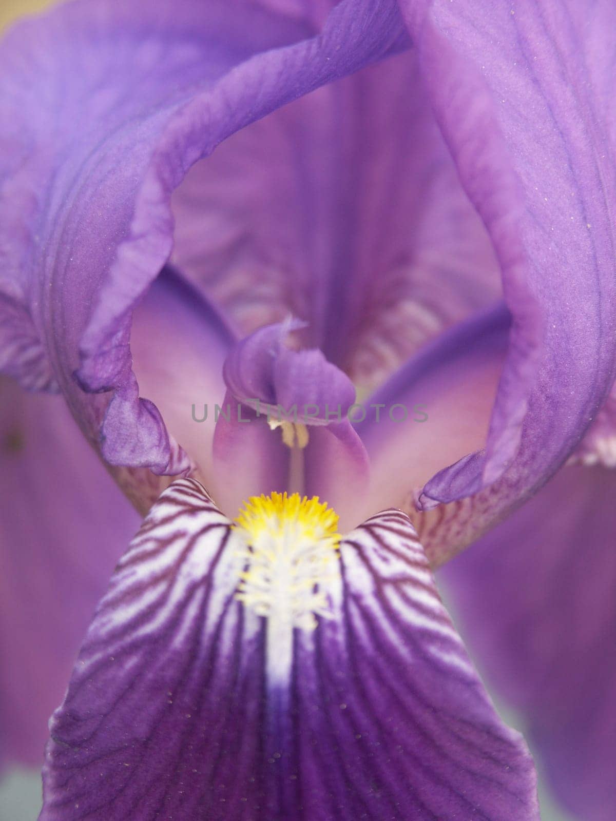Iris 1