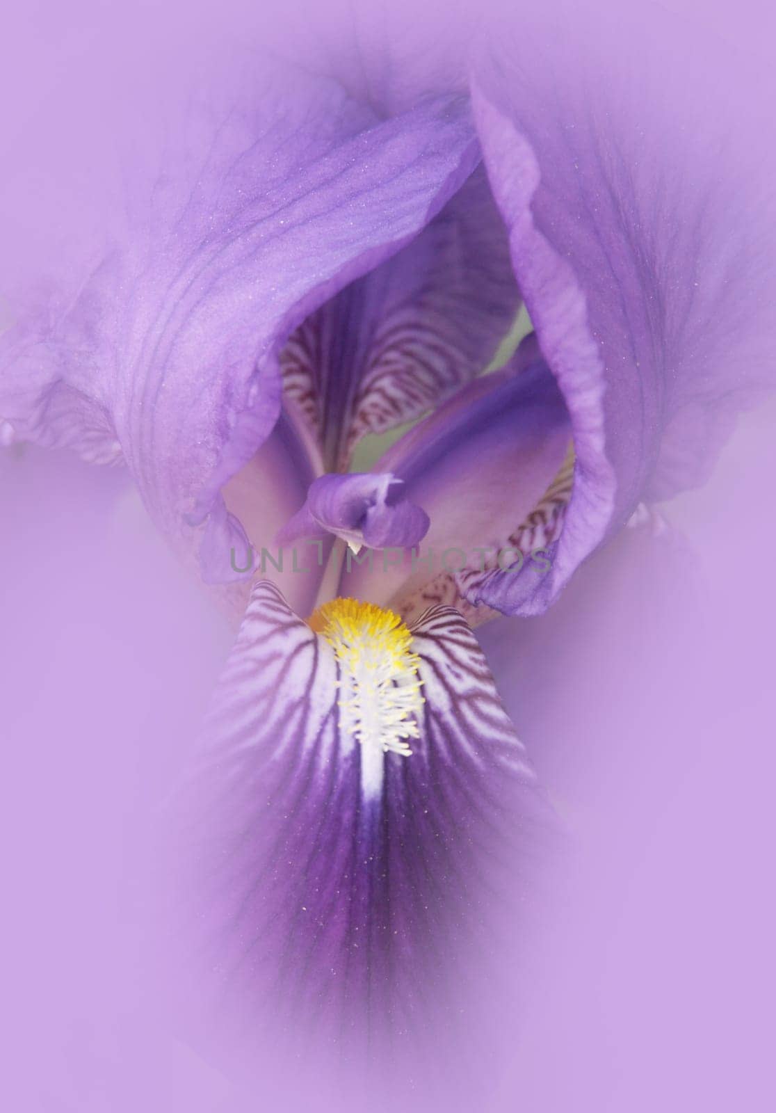 Iris 5