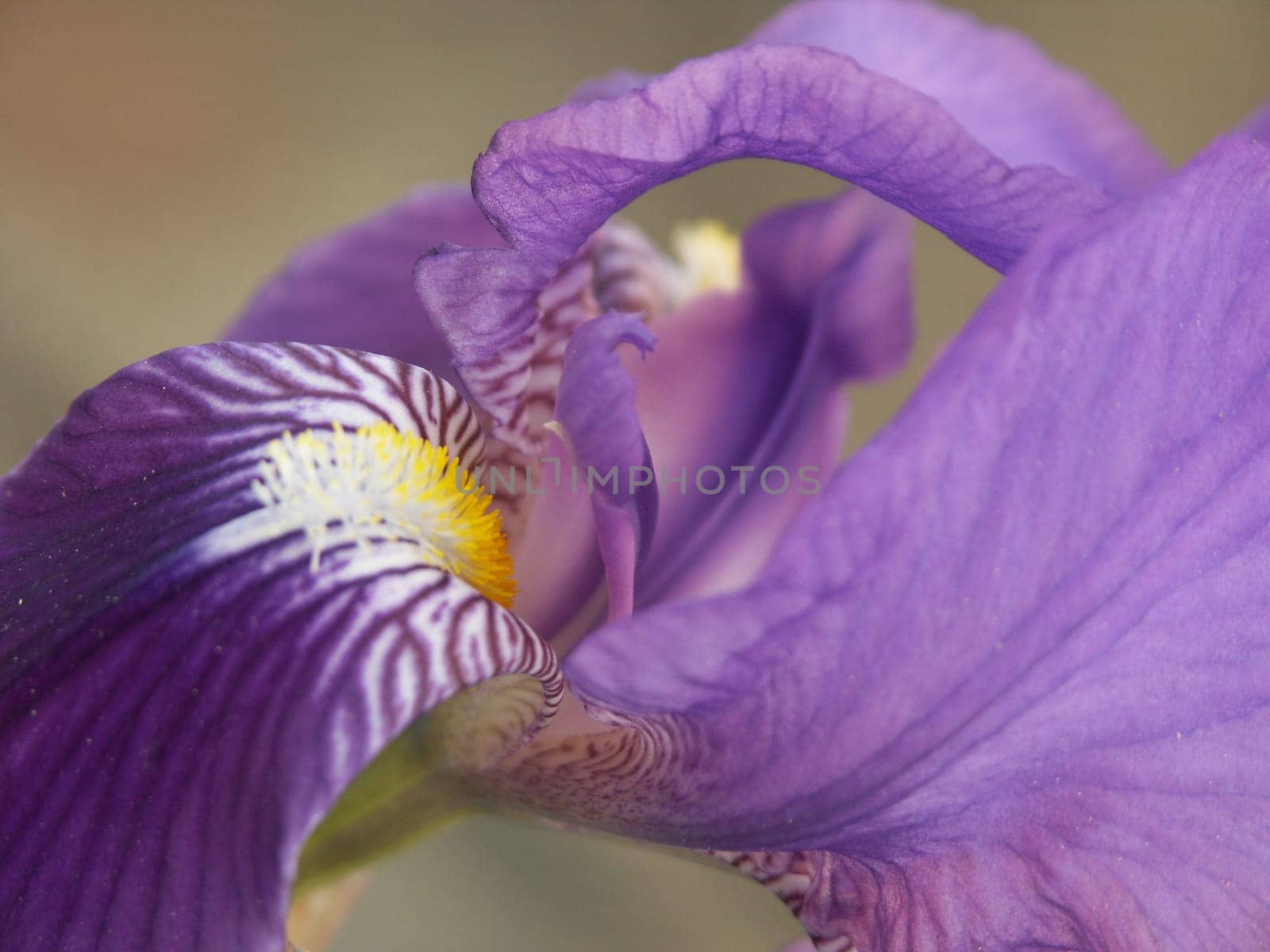Iris 2