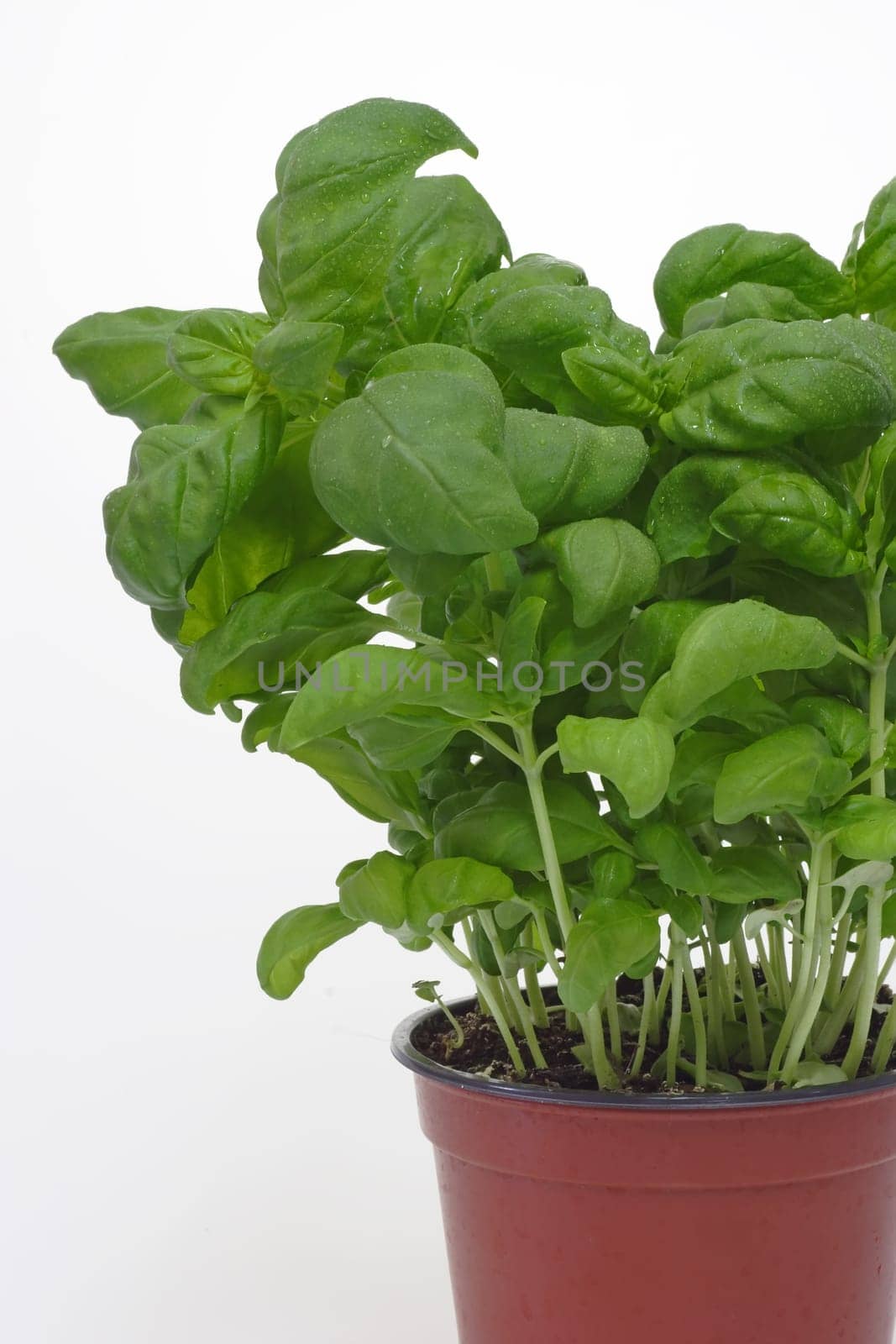 Salad herbs