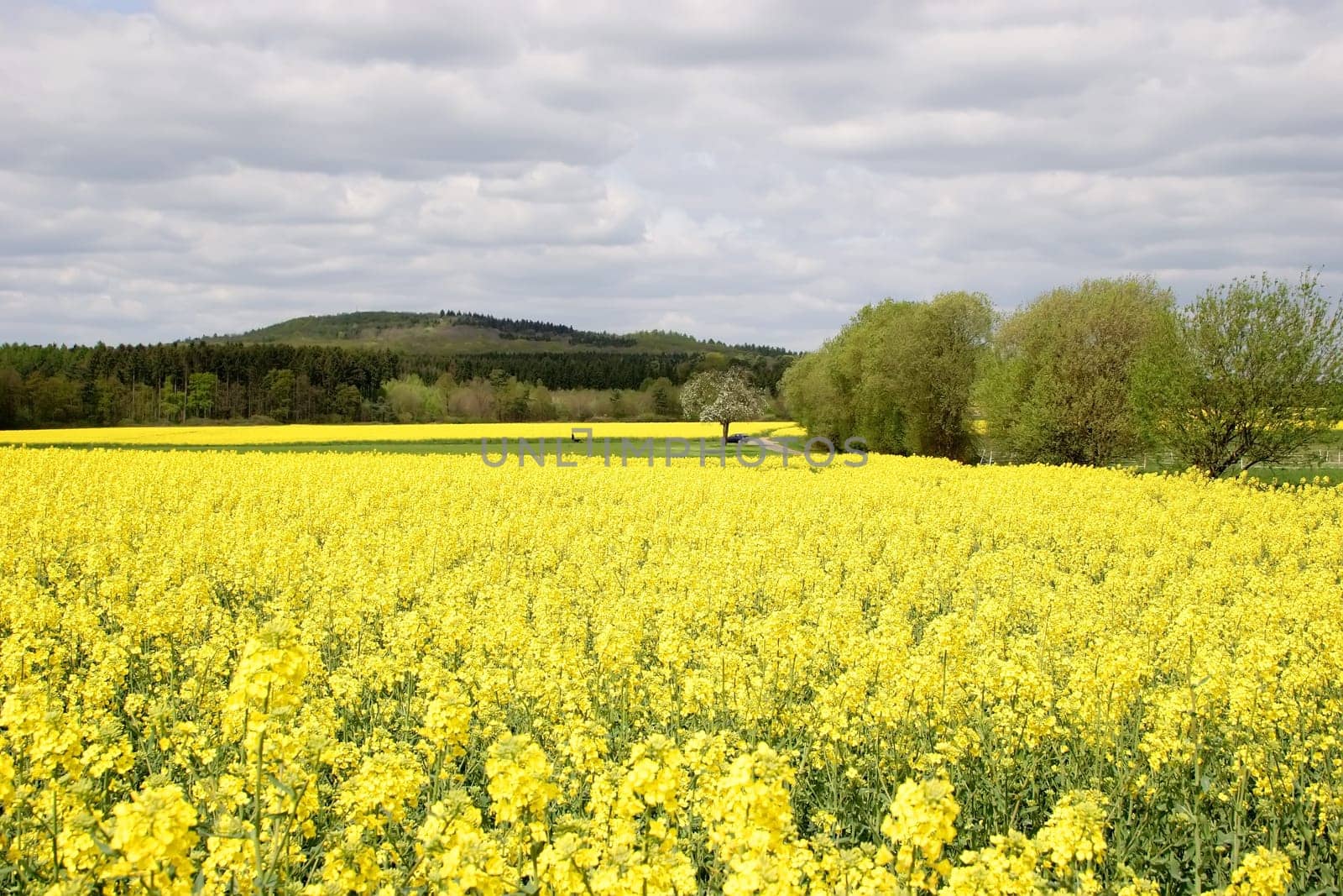 Crops