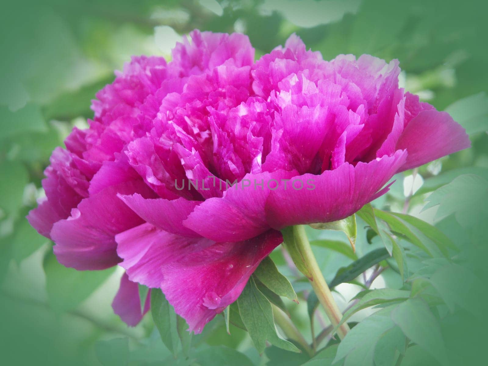Peony