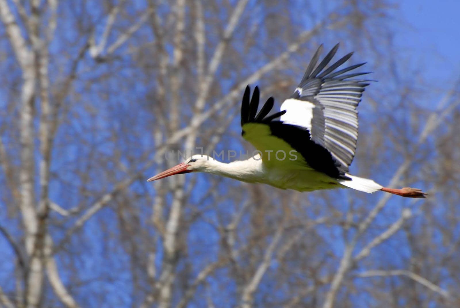 They have been breeding again for two weeks – the storks in the stork settlement. The stork parents take turns caring for the brood. One parent always stays in the nest. When the partner returns to the nest,the parents greet each other with loud clattering.