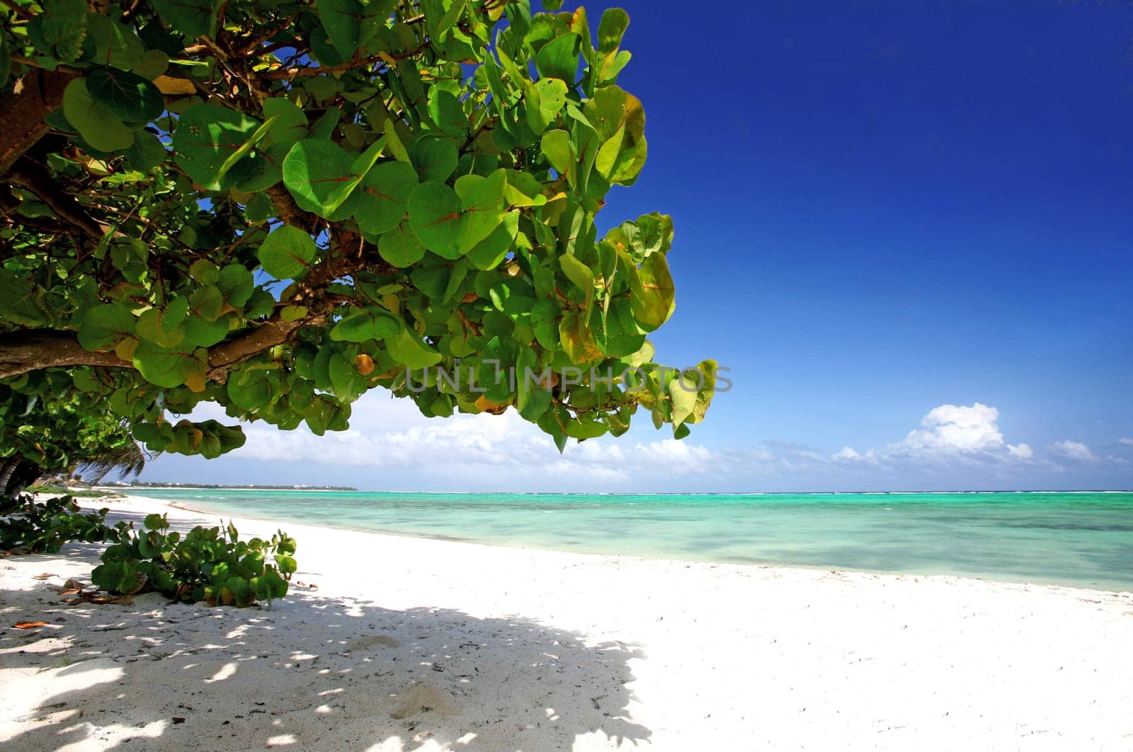 Pure Caribbean
