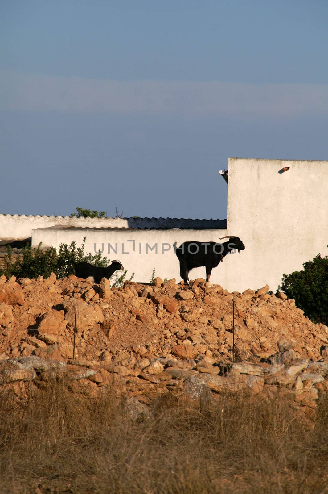 Goats in Formentera