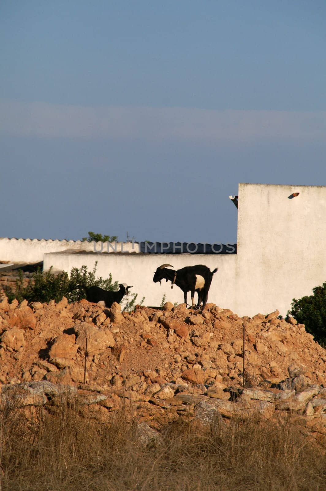 Goats in Formentera
