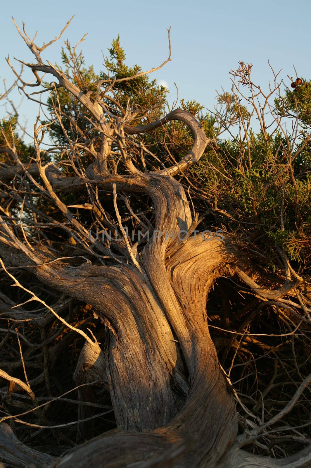 Crooked tree,Formentera