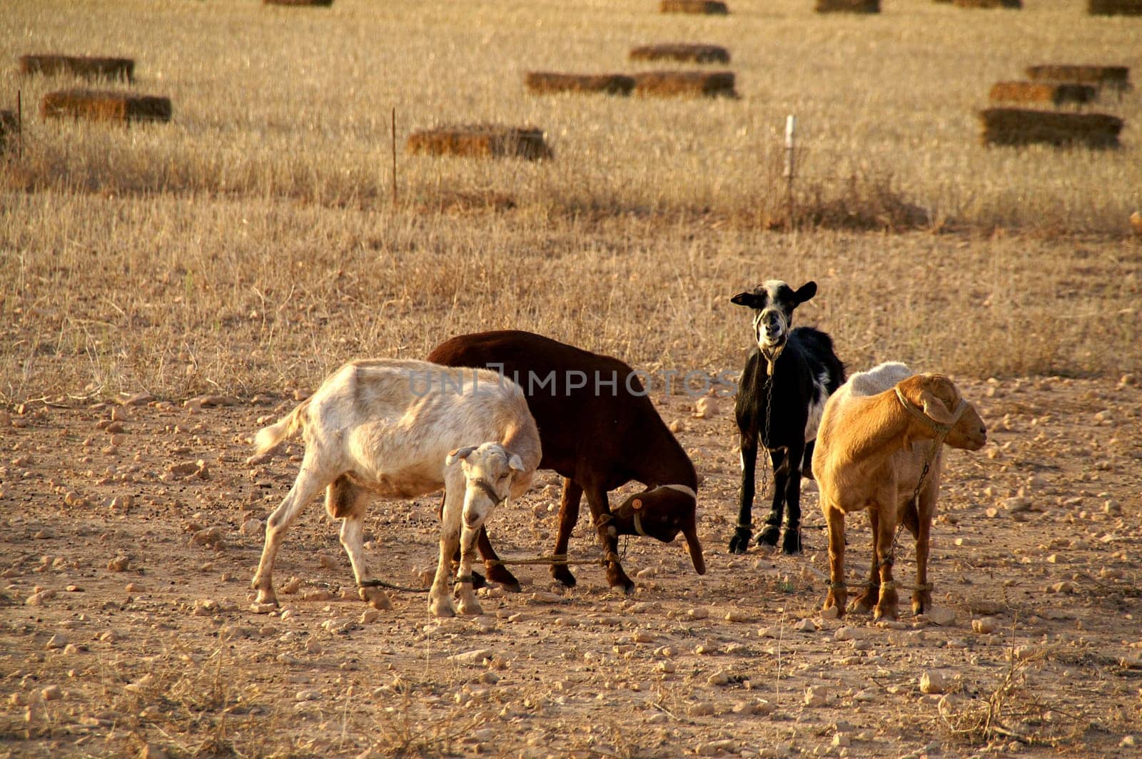 Tortured goats,Formentera