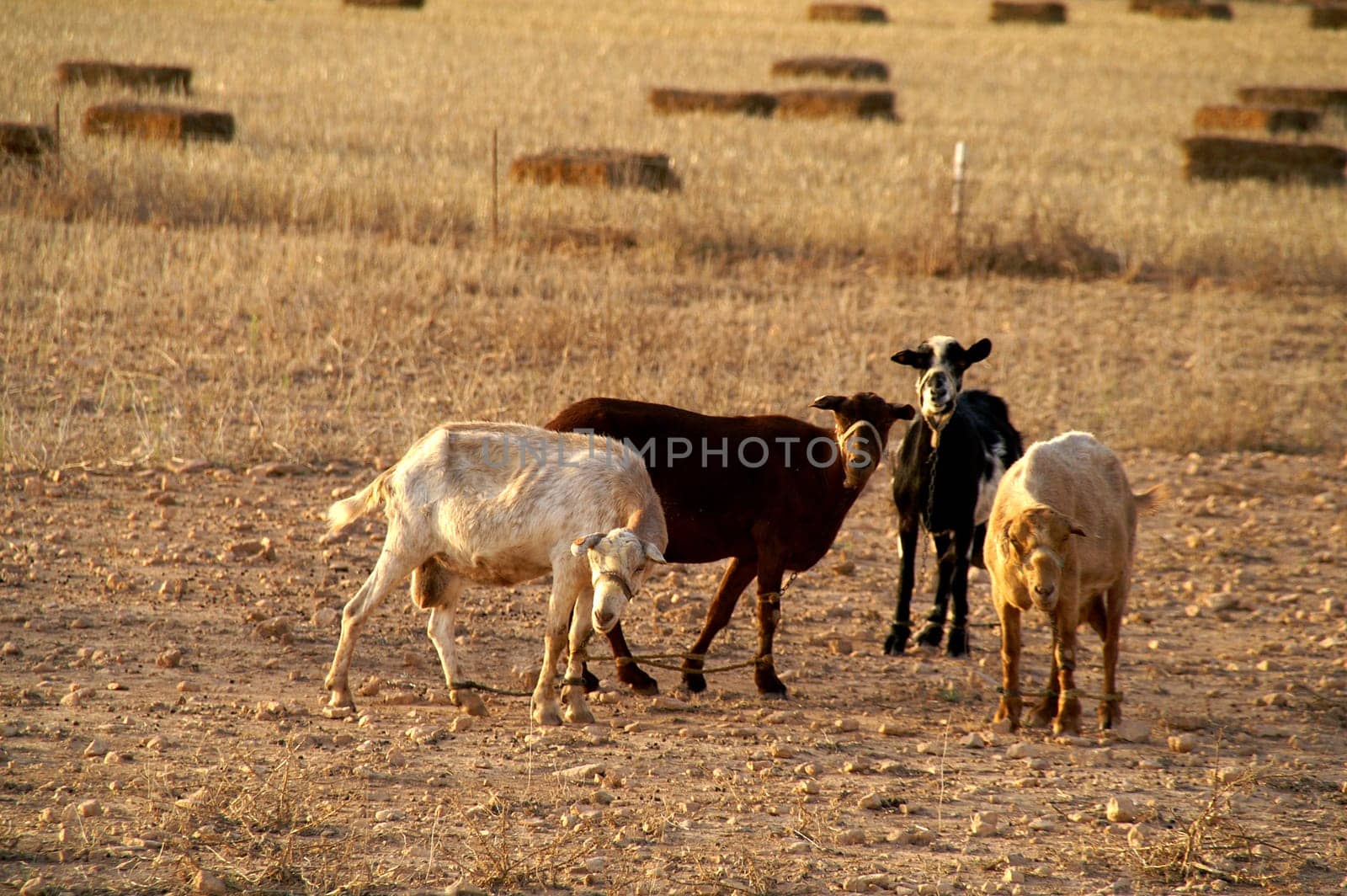 Tortured goats,Formentera