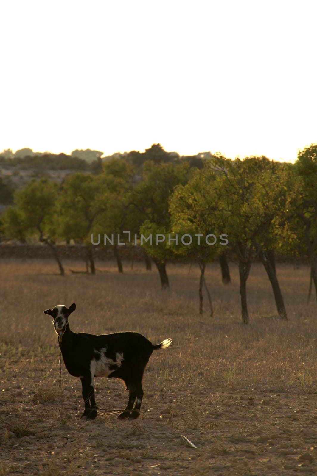 Tormented goat,Formentera