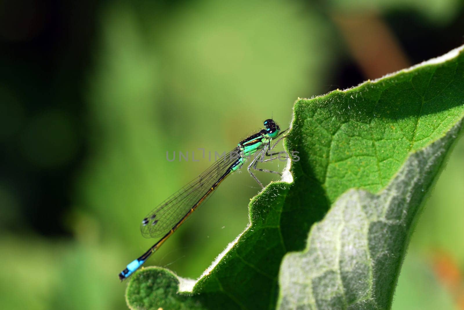 Adonis dragonfly