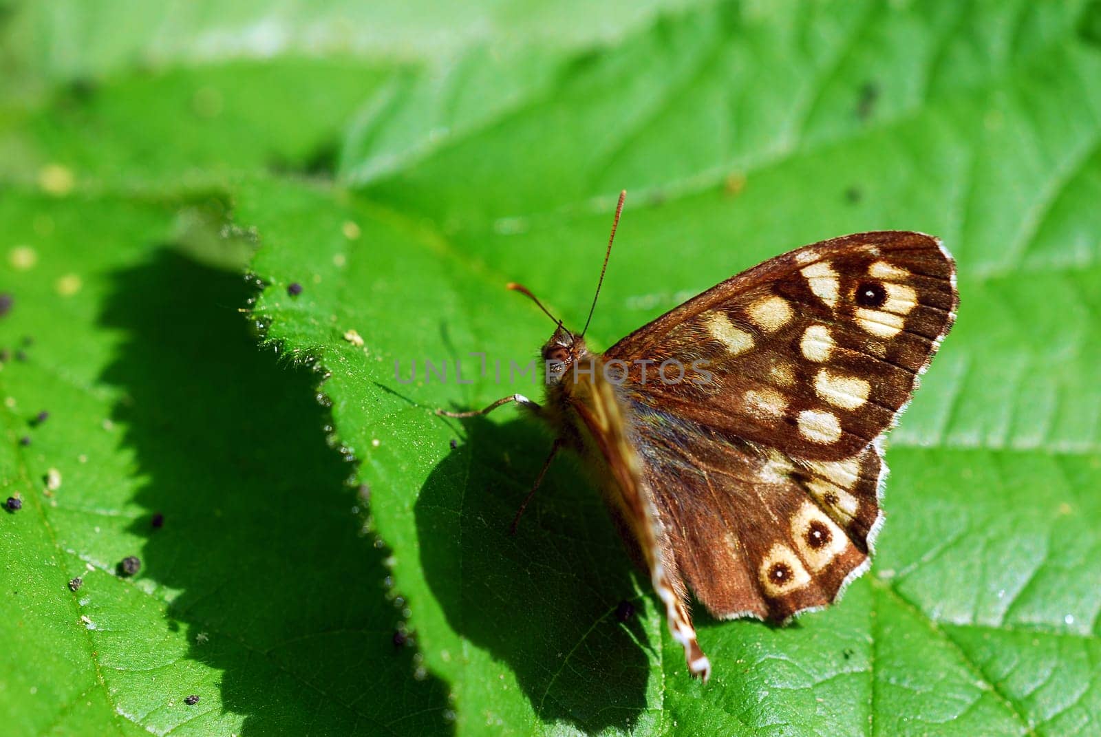 Checkerboard butterfly
