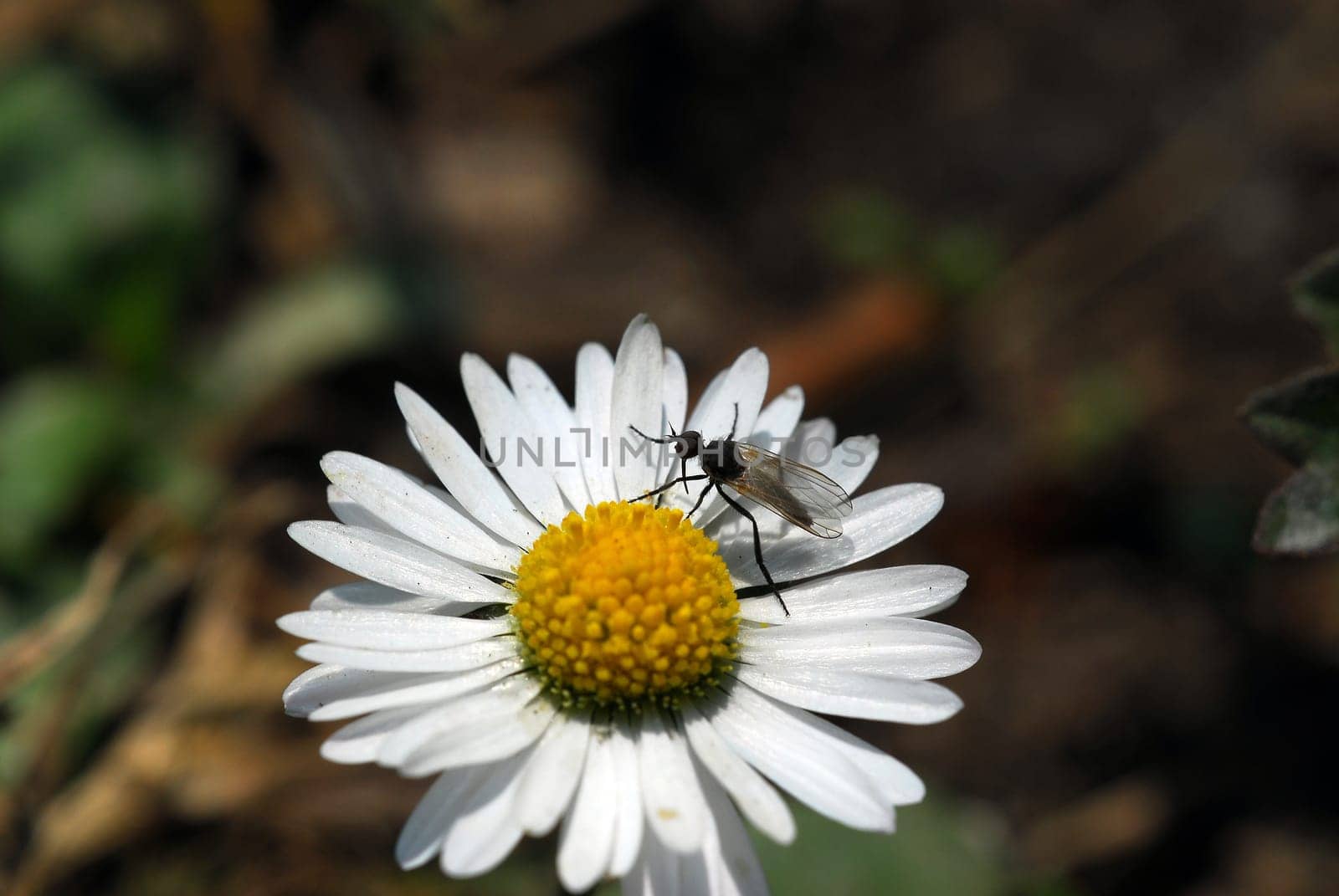 Fly on daisies