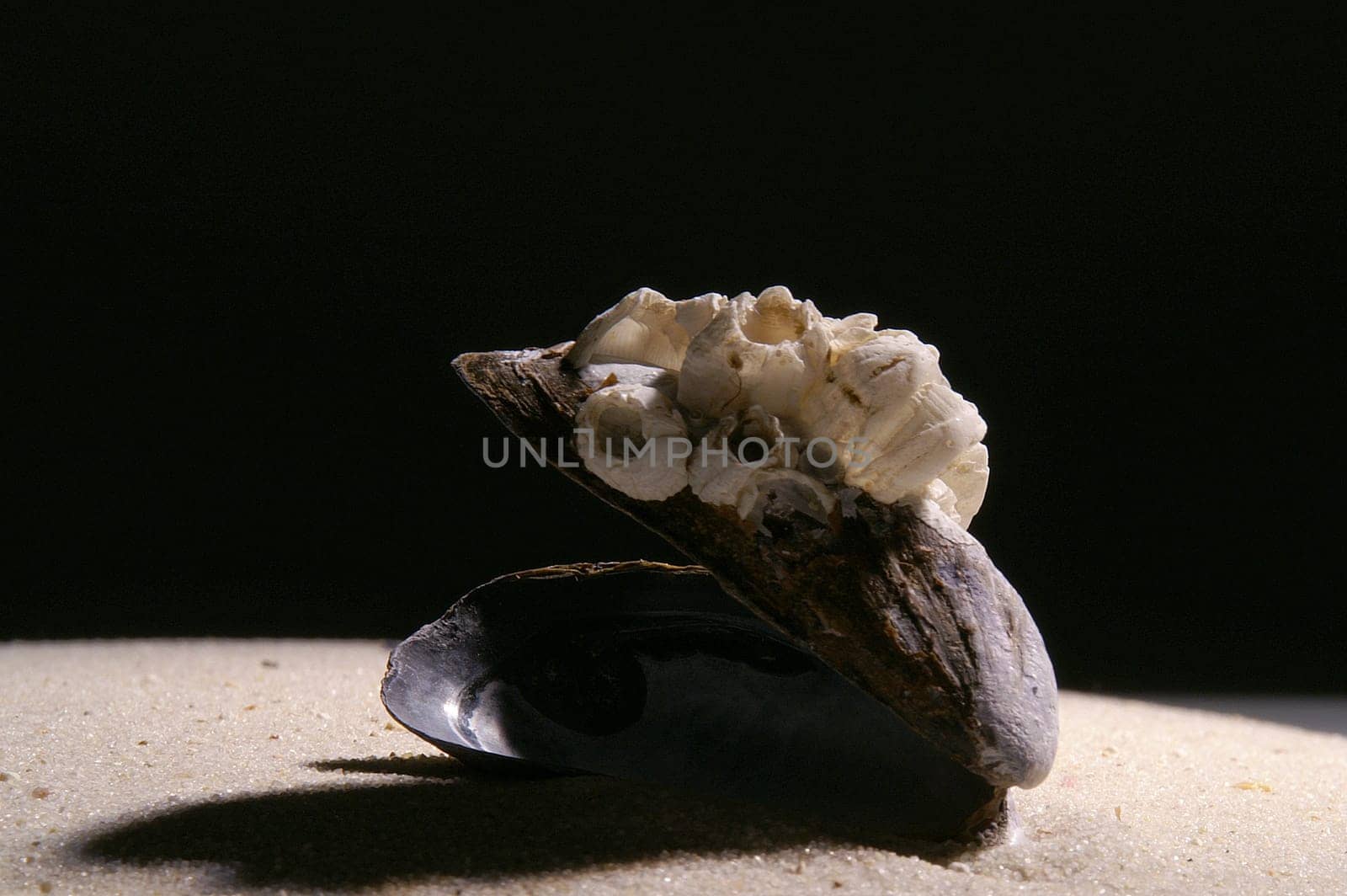 Mussel in the sand