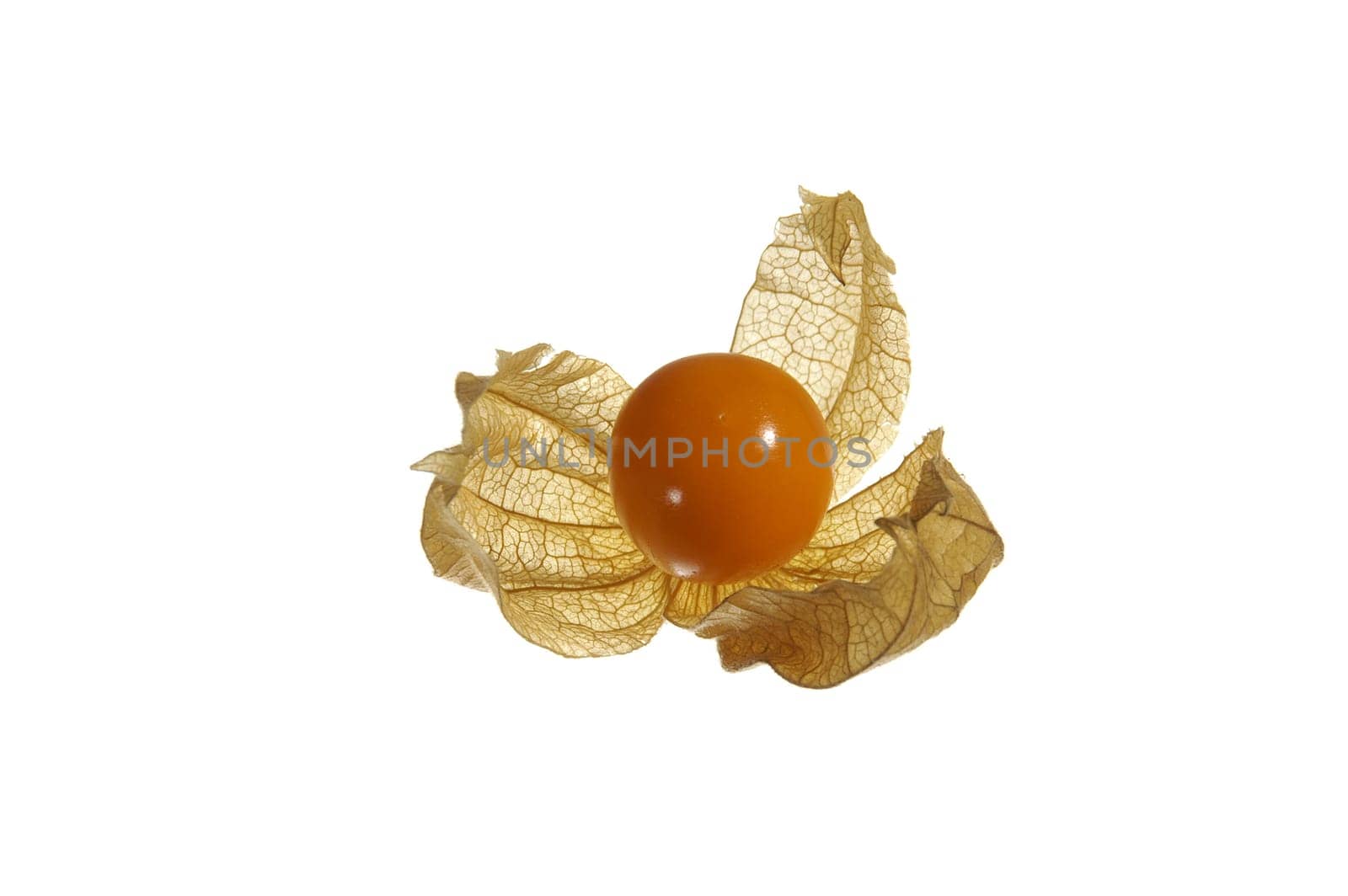 Physalis open