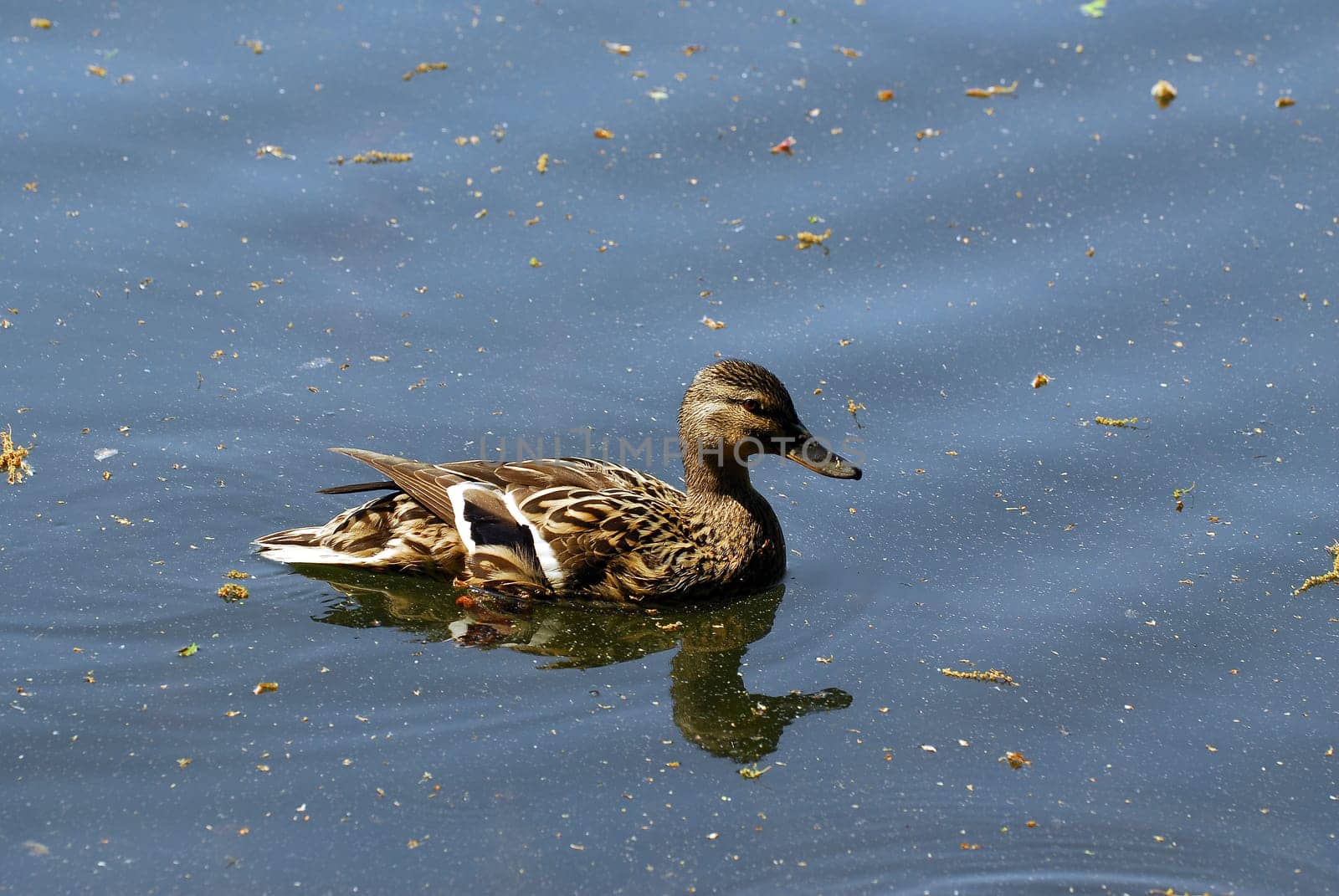 Duck lady