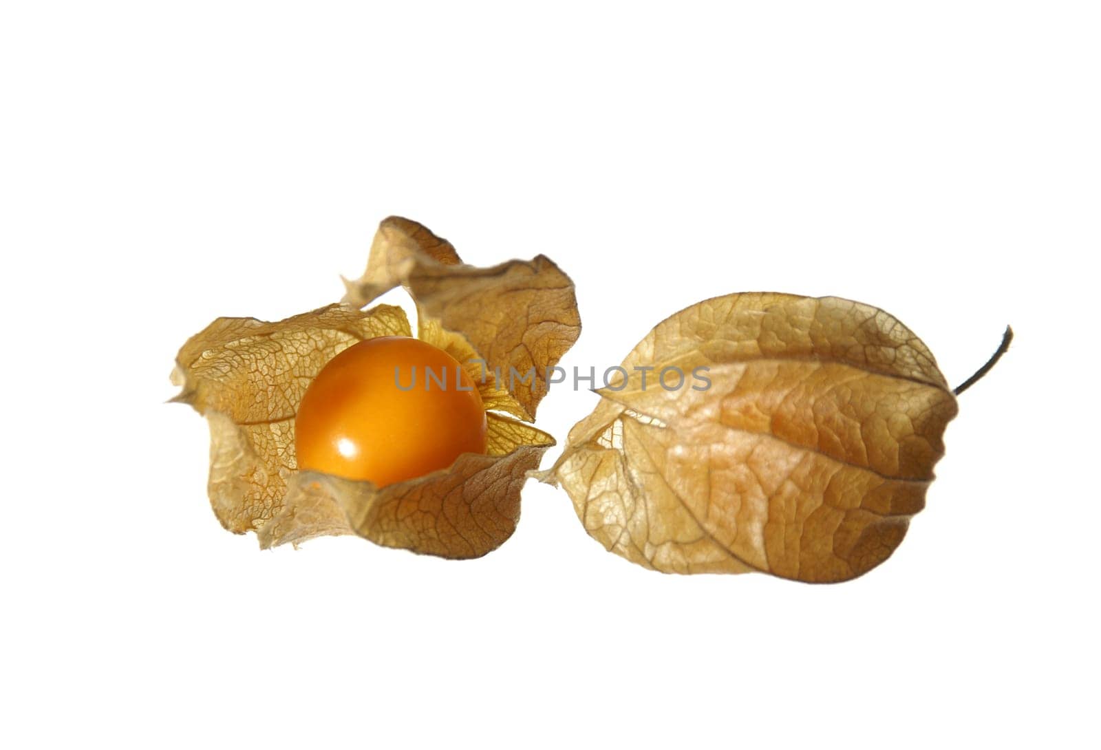 Physalis,open and closed