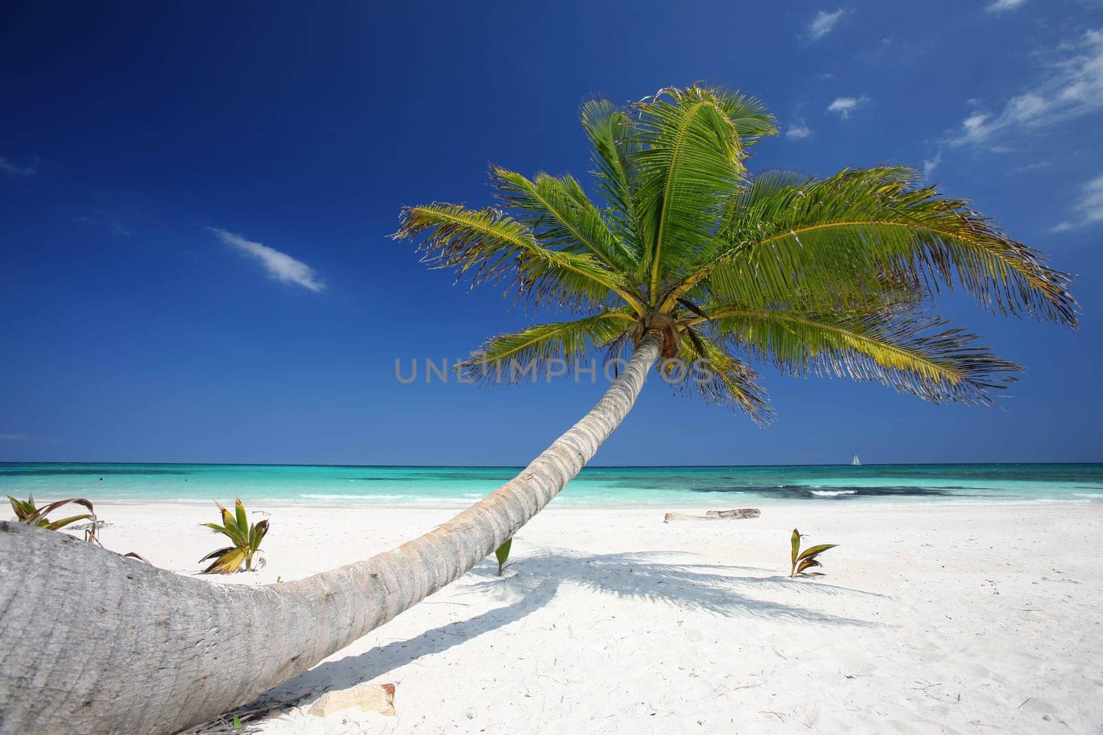 Caribbean dreams