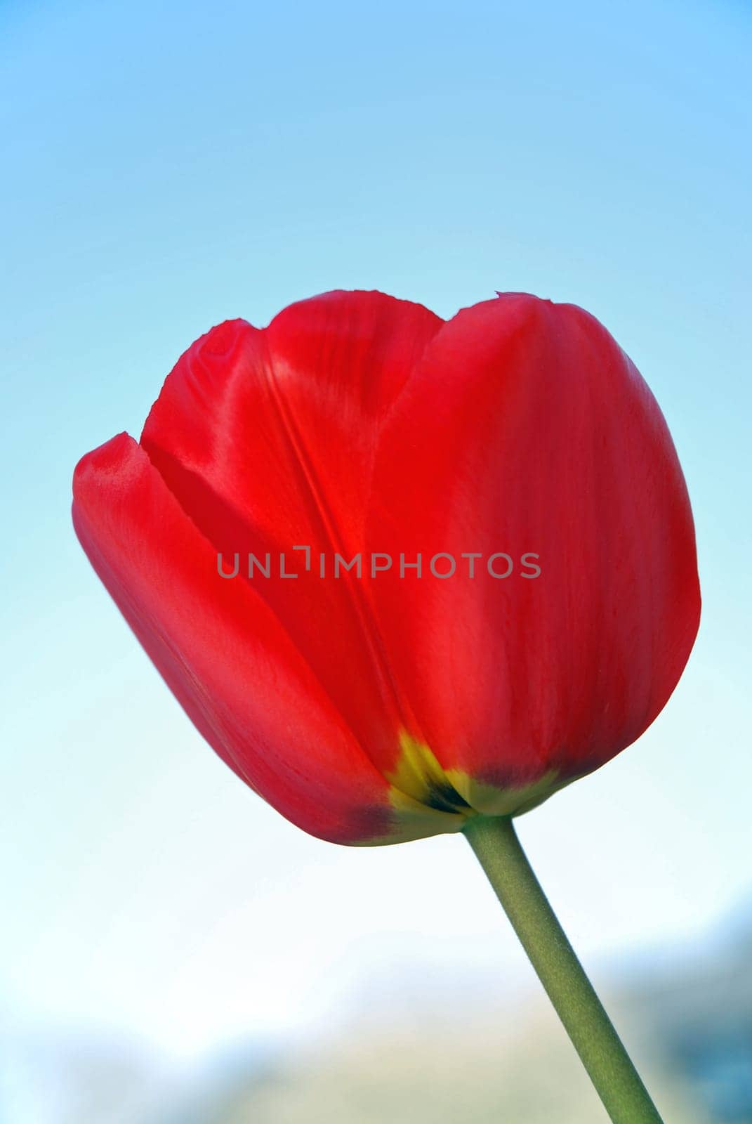 Red tulip