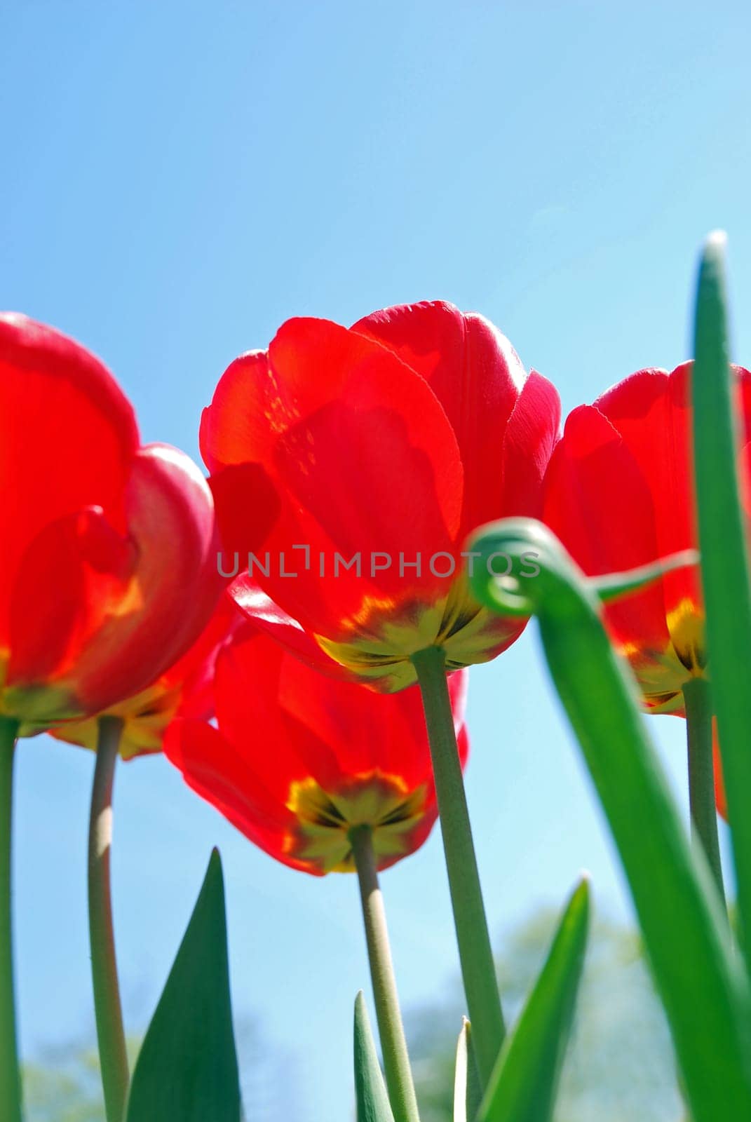 Red tulips in spring