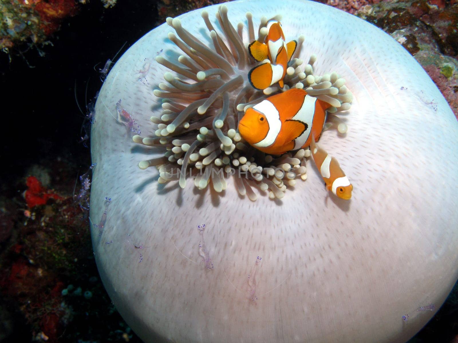 Clownfish and small shrimp on your anemone.
