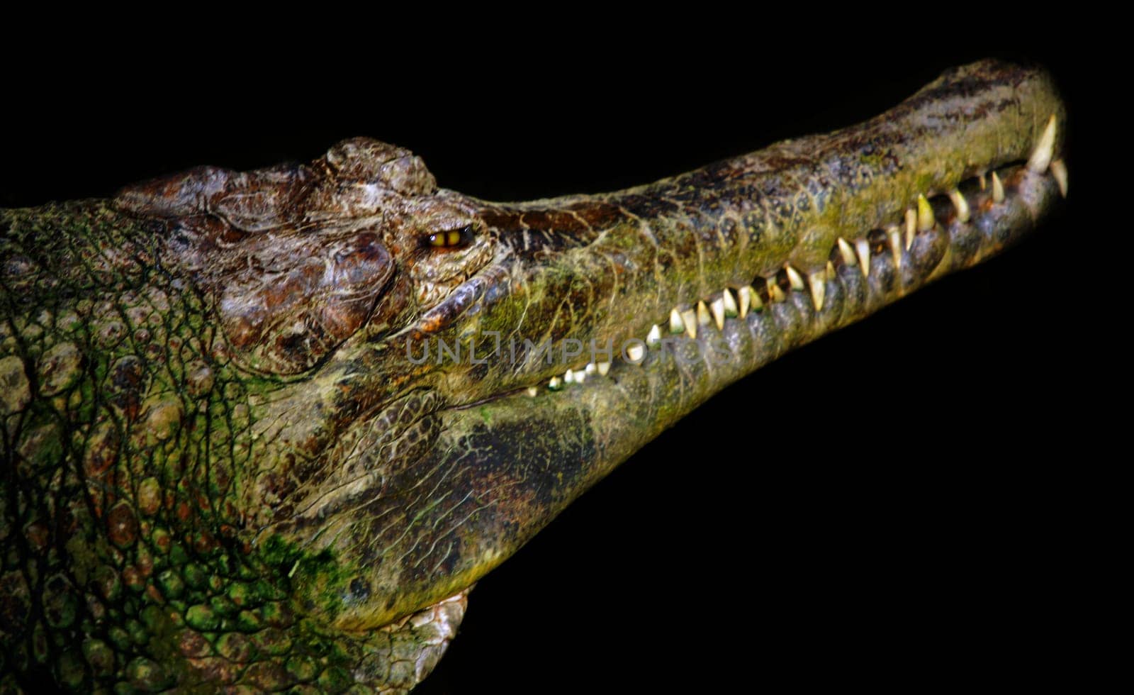 The tooth row of the gavial
