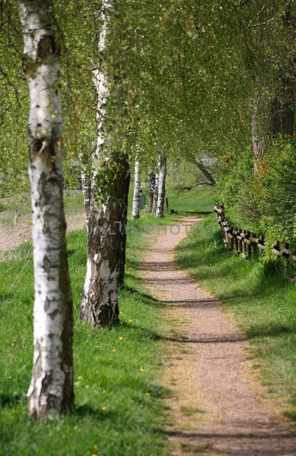 Birch trees in spring