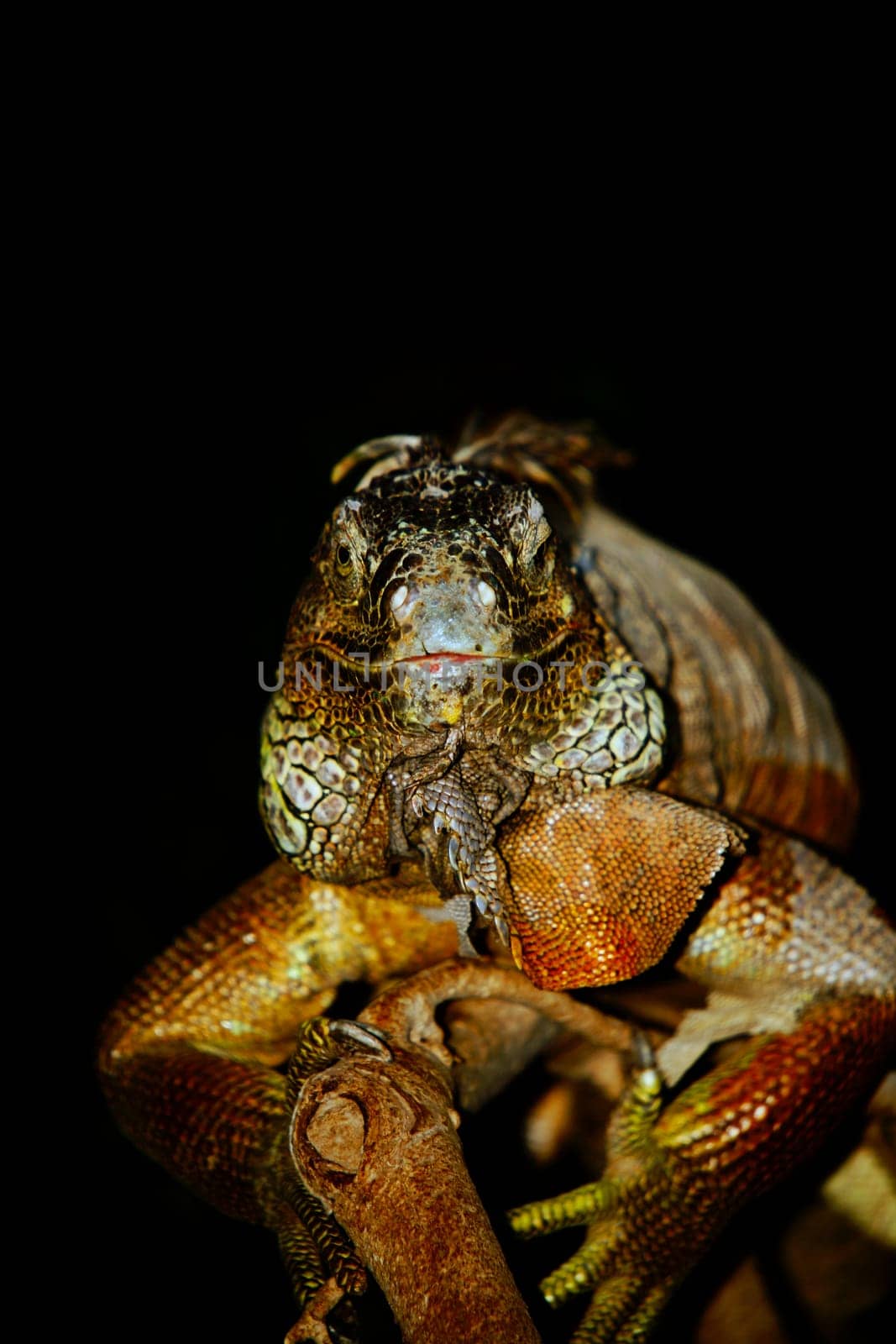 Sympathetic lizard