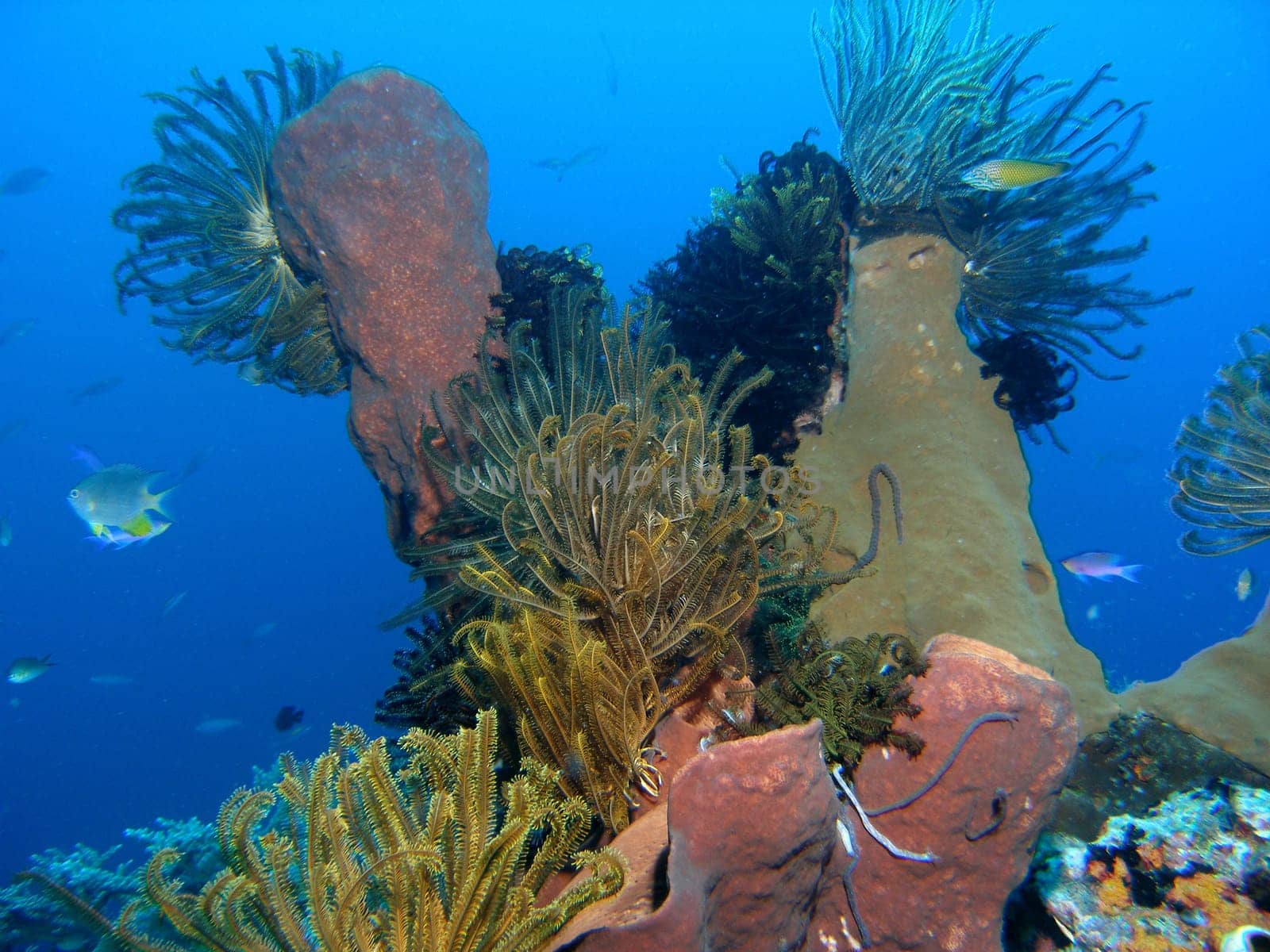 Hair stars on vase sponges. Recorded in Sulawesi / Indonesia.