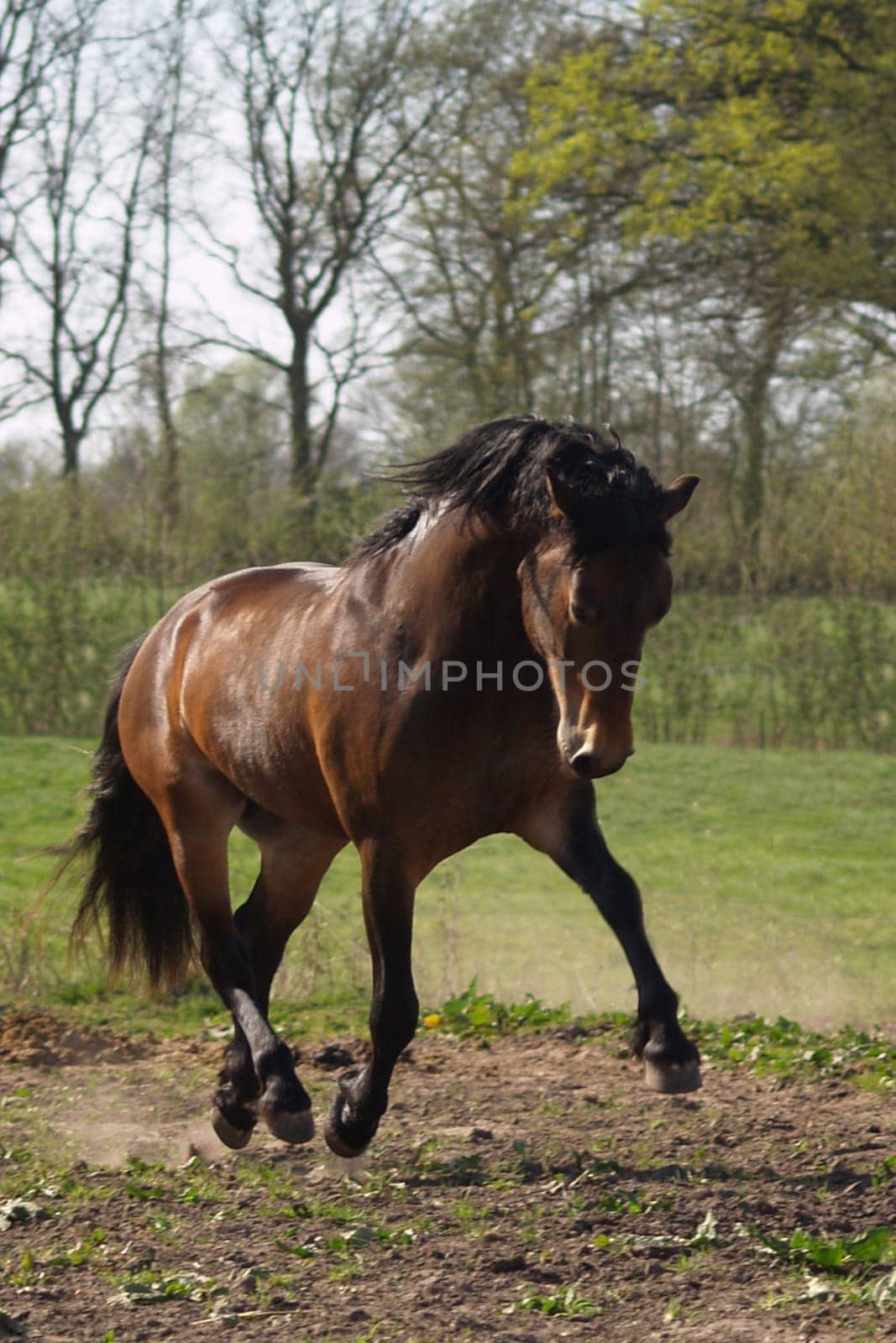 Pony stallion at a trot