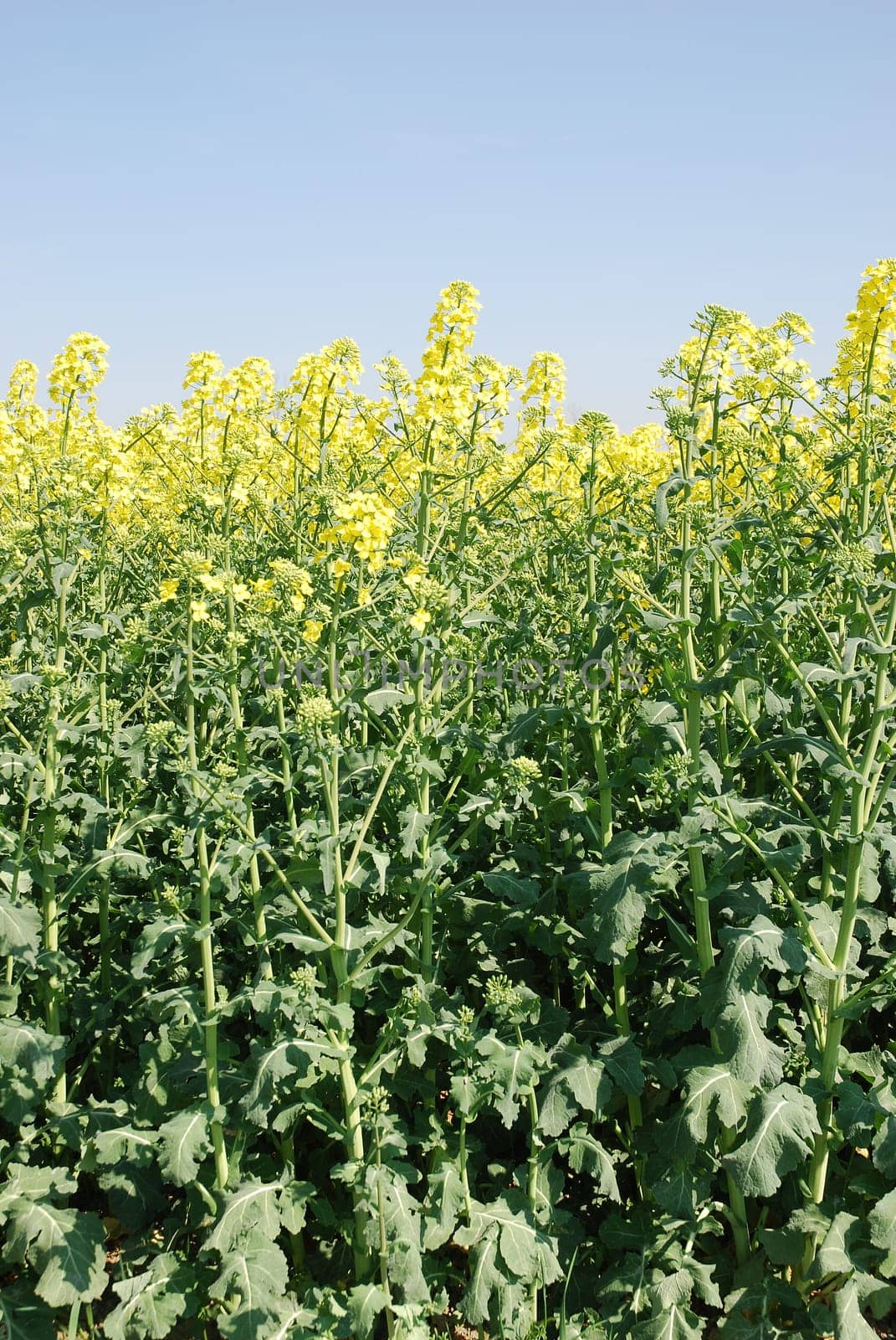 rapeseed