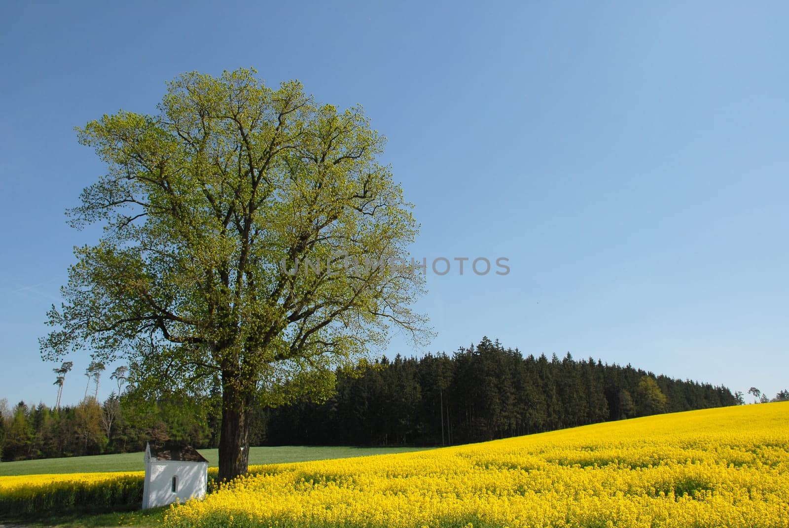 Rapeseed with chapel