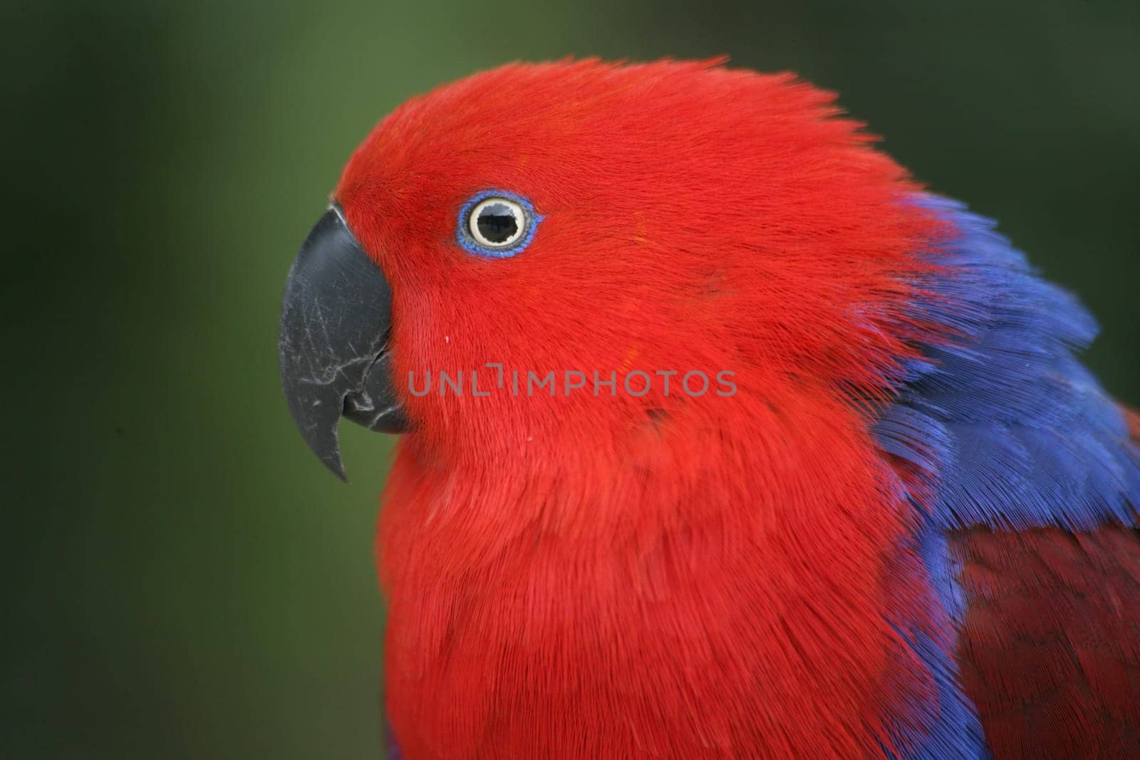 Eclectus roratus (female) - the male is completely different in color (green with red flanks and yellow upper beak). Because of these different colorations,males and females used to be mistaken for different species.