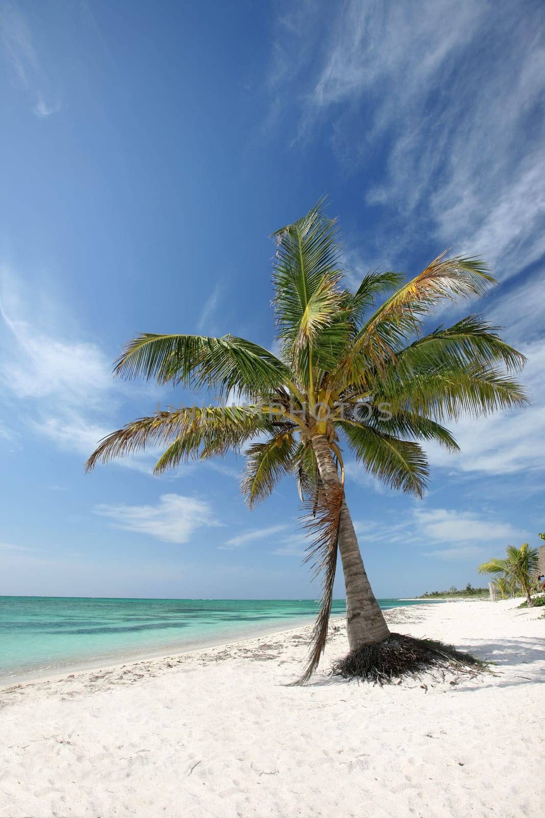 oblique palm tree