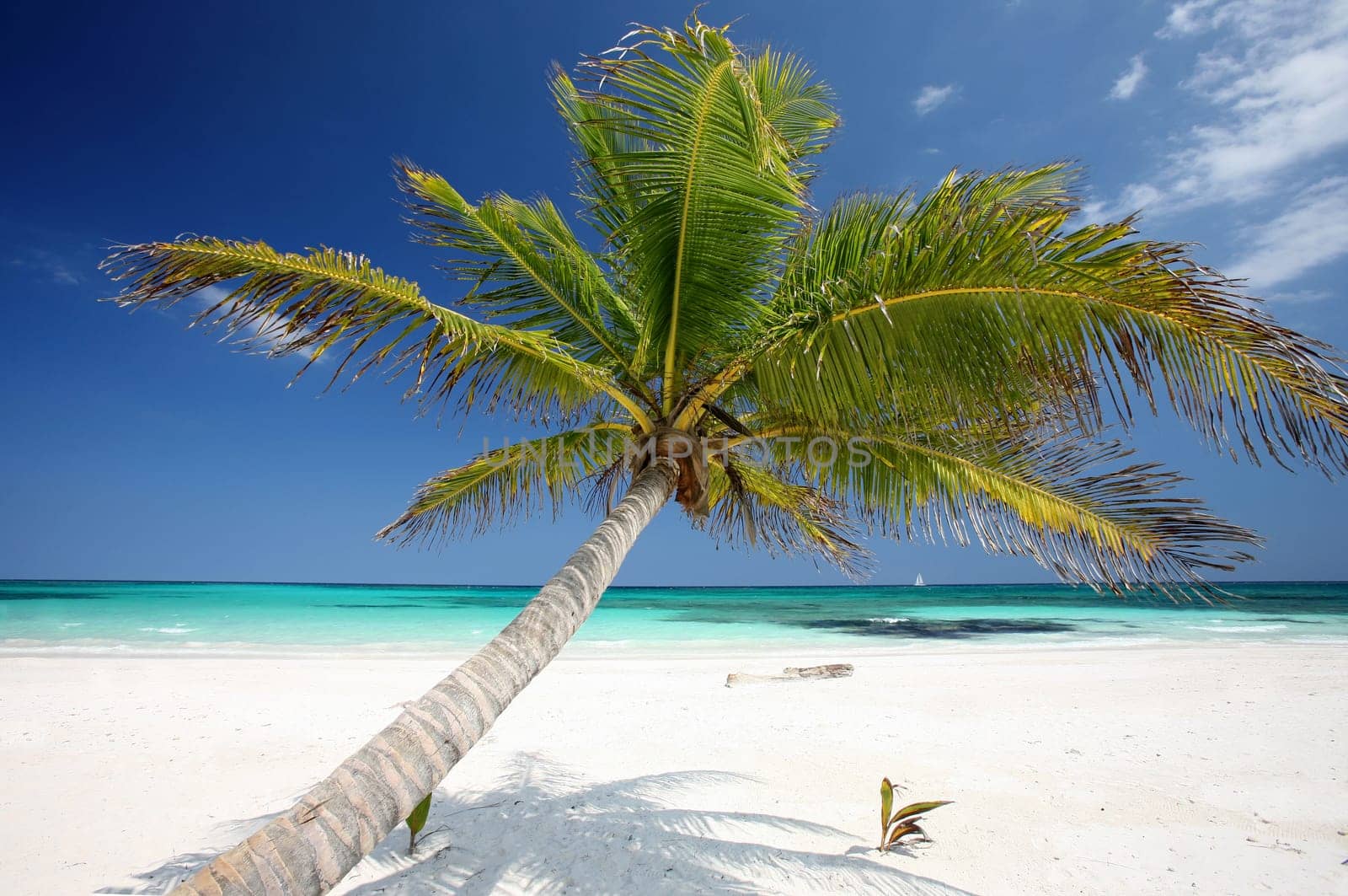 Caribbean