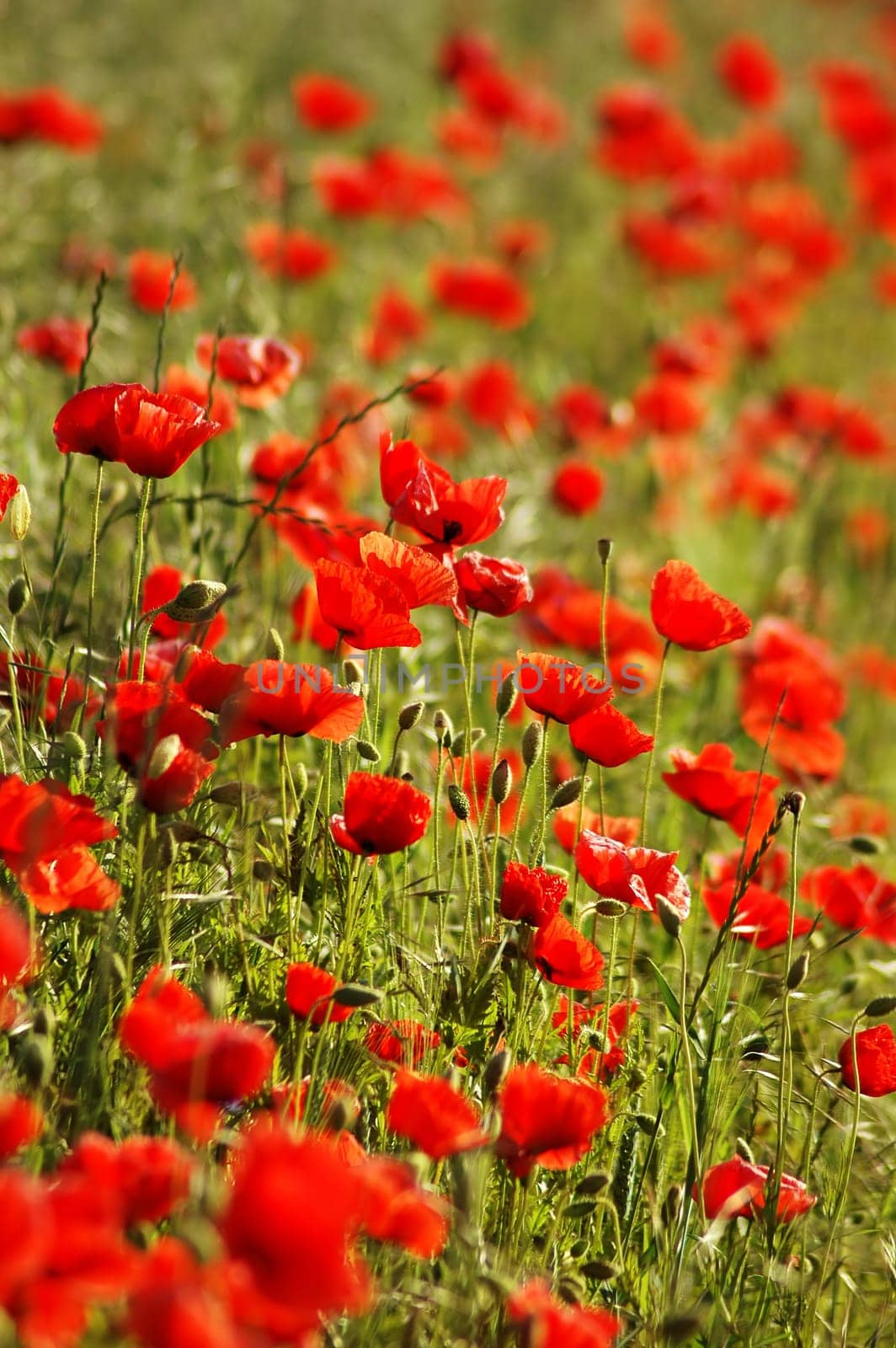 With this picture,which is still a bit premature,but fits the current weather,I wish everyone a nice May Day with lots of sunshine.......!:-)