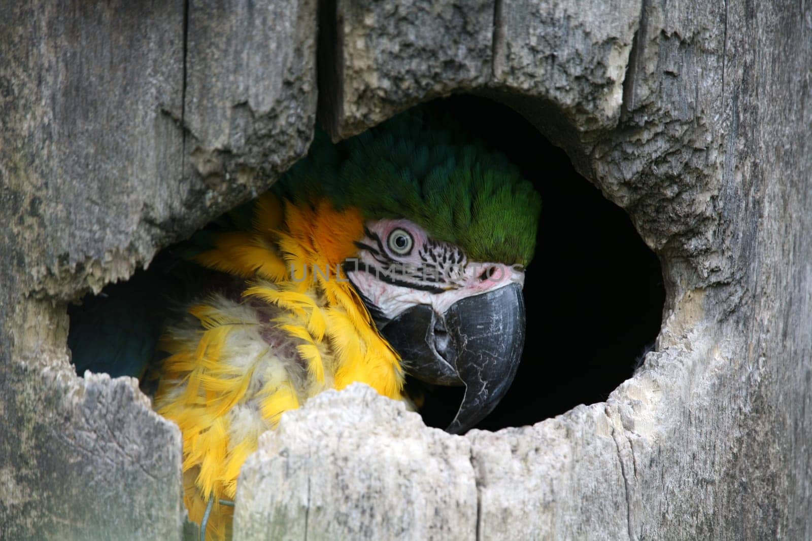 In a hollow of a tree
